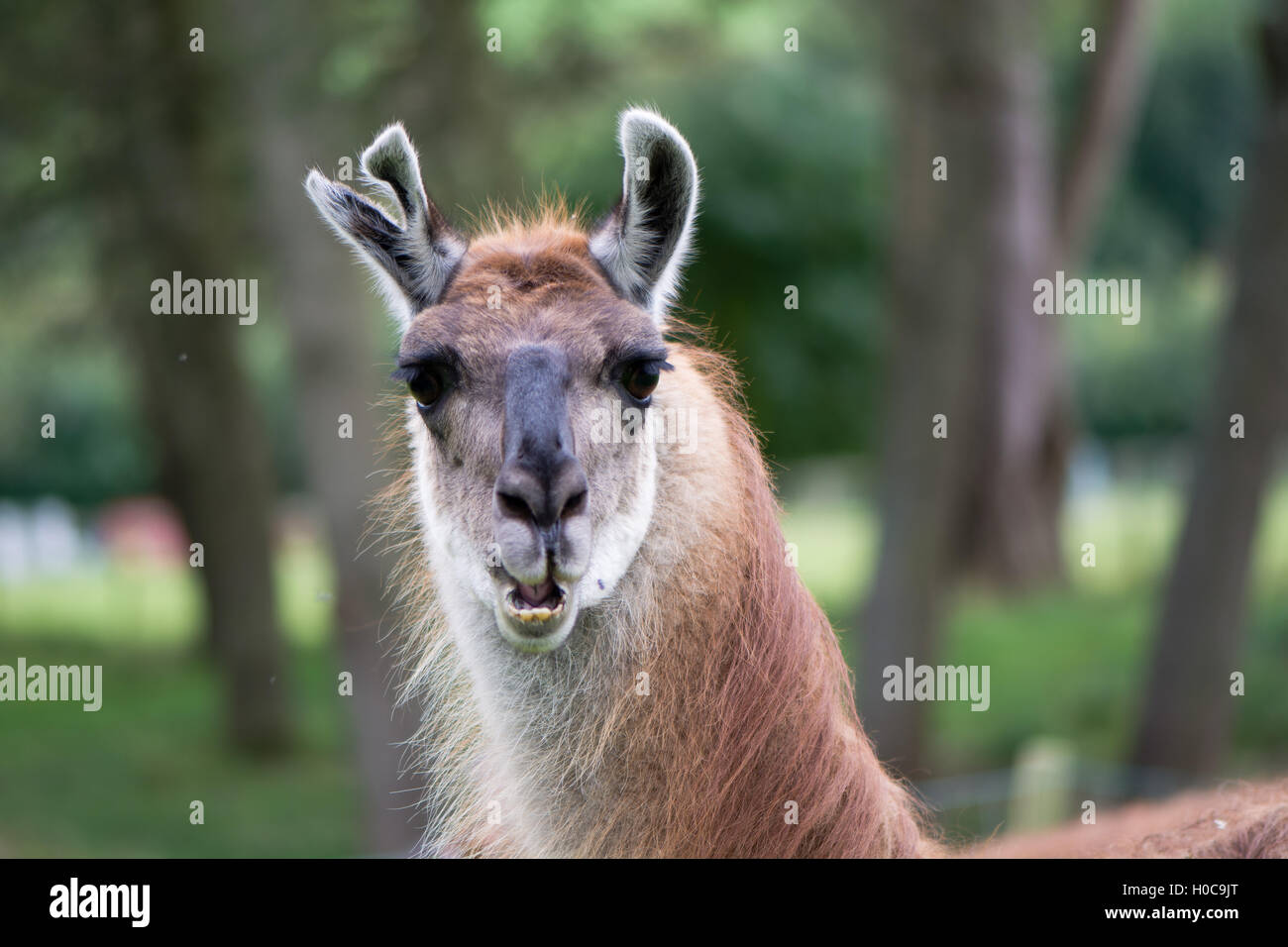 Lama mit zerrissenen Ohr Kopf und Hals. Domestizierte Kameliden hob für Wolle in UK, mit Verletzungen an Ohr und Mund offen zeigt Zähne Stockfoto