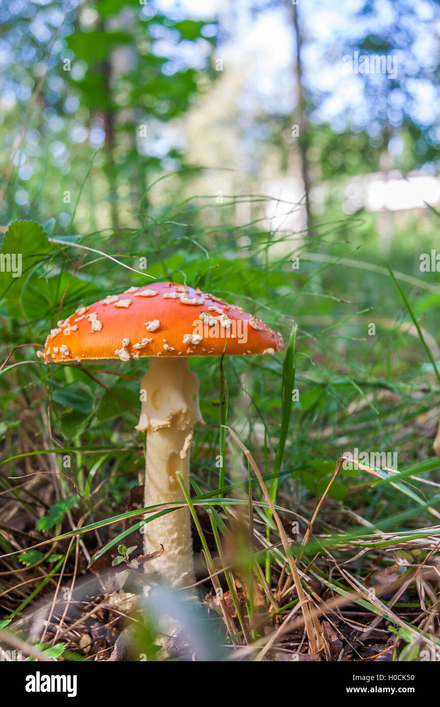 Roter Pilz im Wald Stockfoto