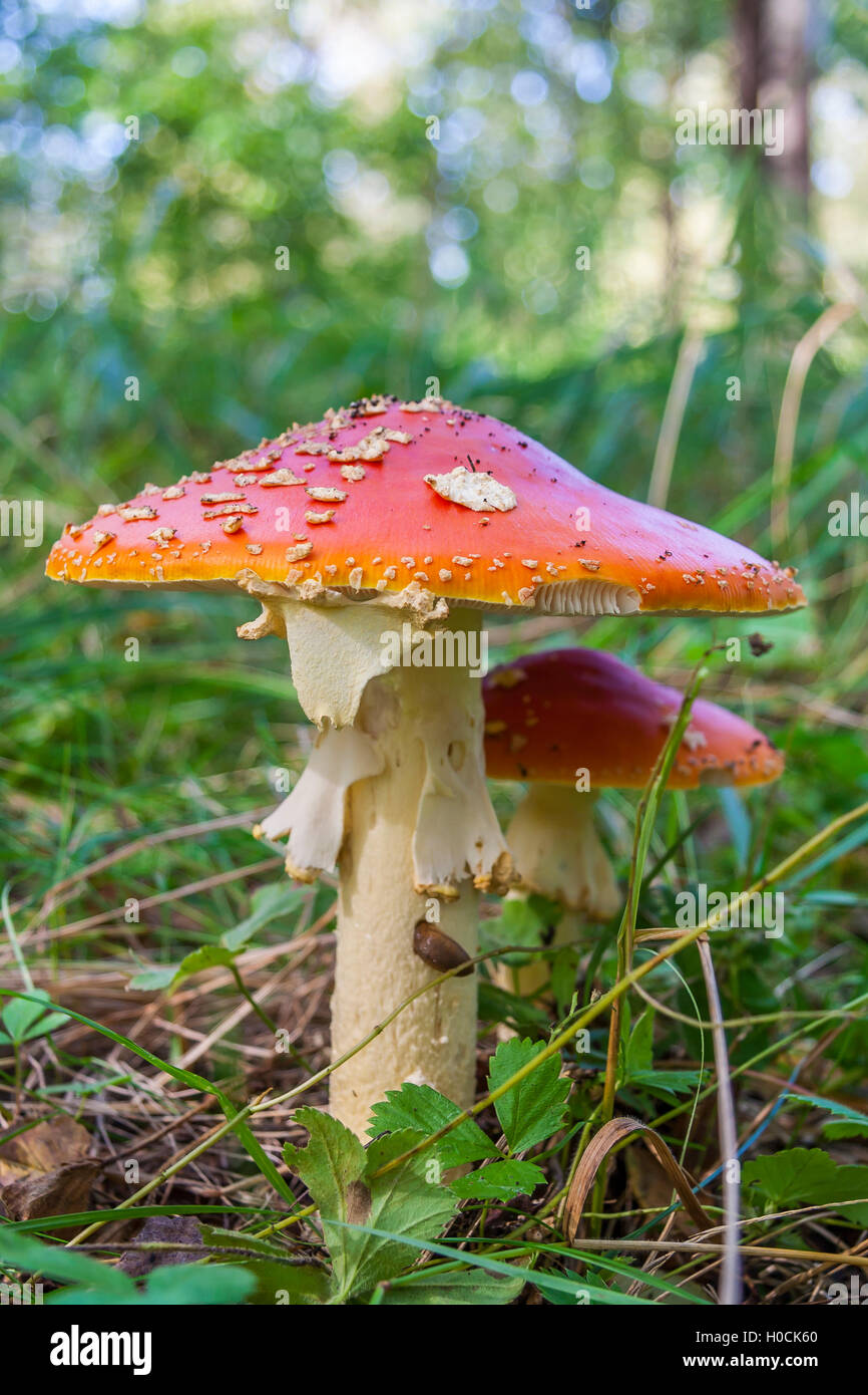 Zwei Amanita Muscaria-Pilze im Wald Stockfoto