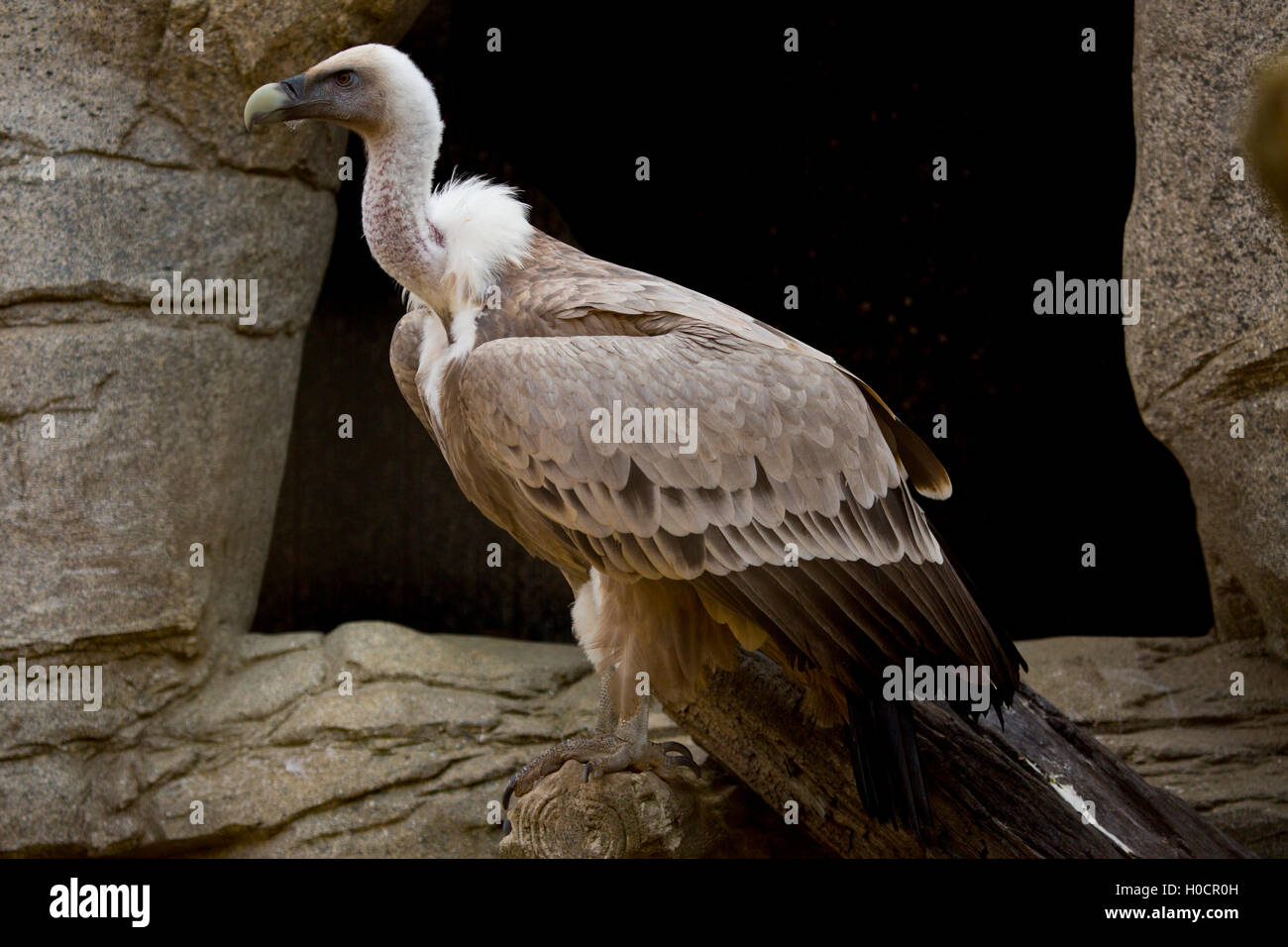 Afrikanischen weißen gesicherten Geier Stockfoto