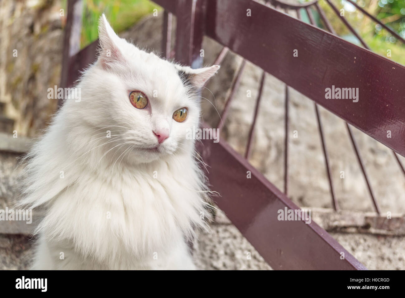 Porträt der gefleckte Katze auf Treppen Stockfoto