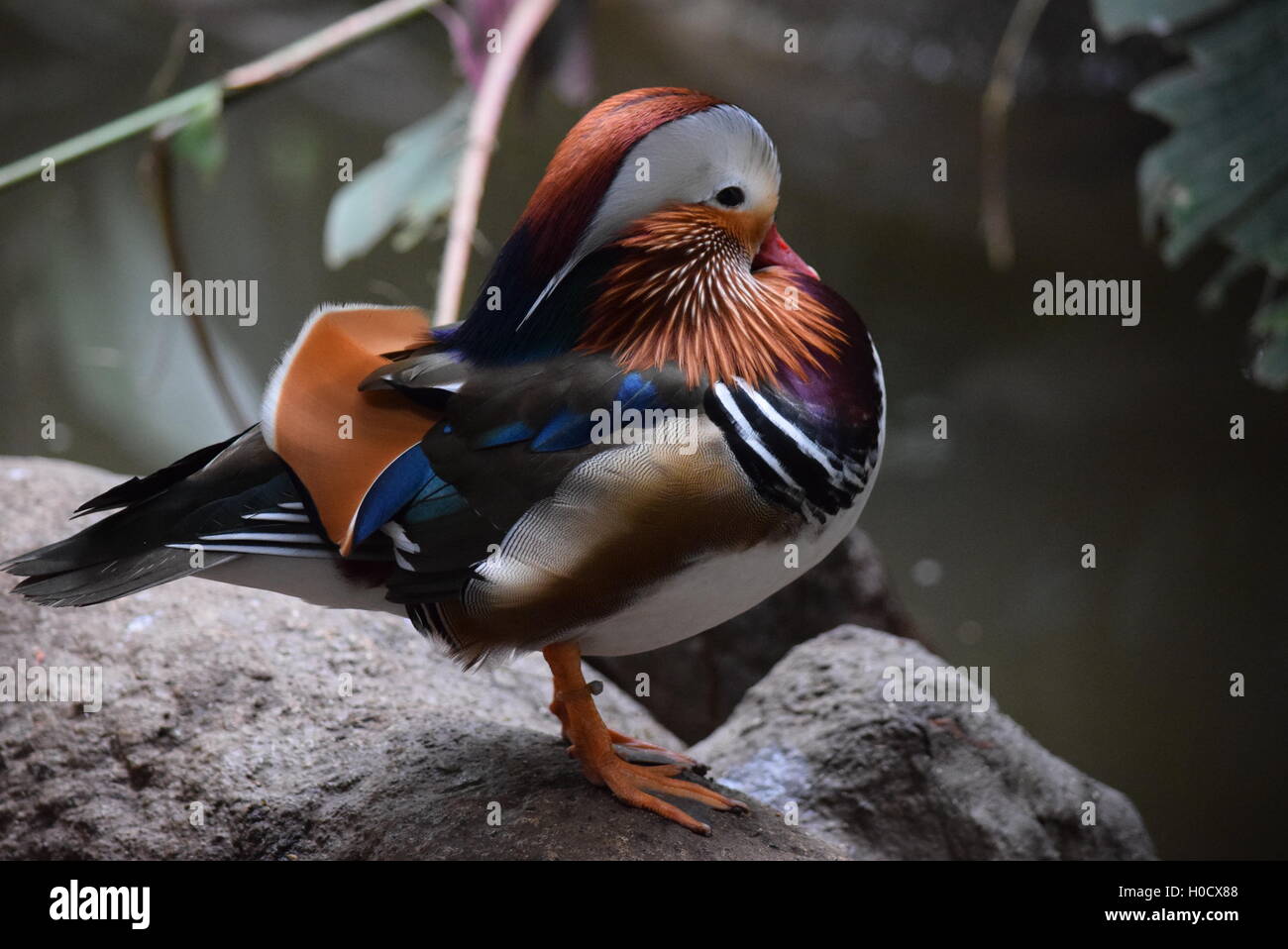 Mandarinente (Aix Galericulata) posiert auf einem Felsen im Zoo von Aurora Stockfoto