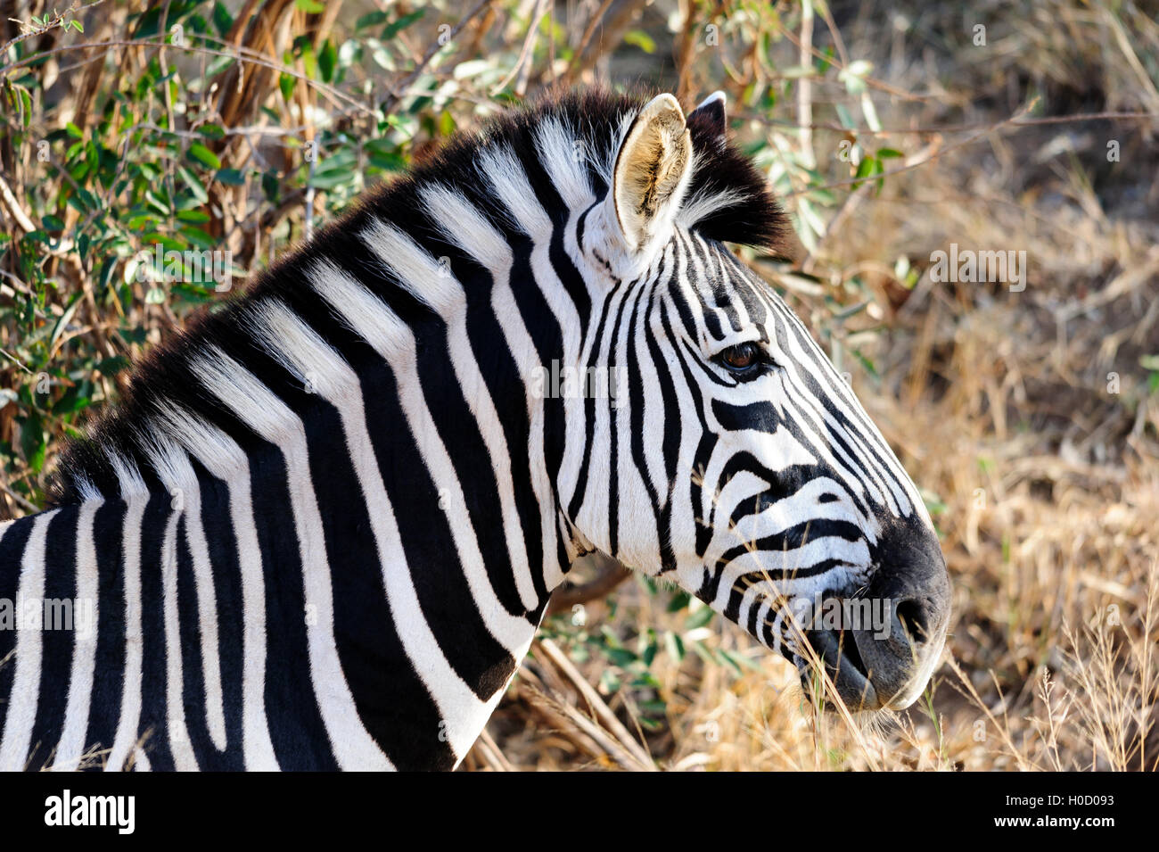 Seitenprofil eines Burchell's Zebras mit markanten Streifen, Tierporträt, aufgenommen in Südafrika, Safari-Tour, wildes Reiseziel Stockfoto