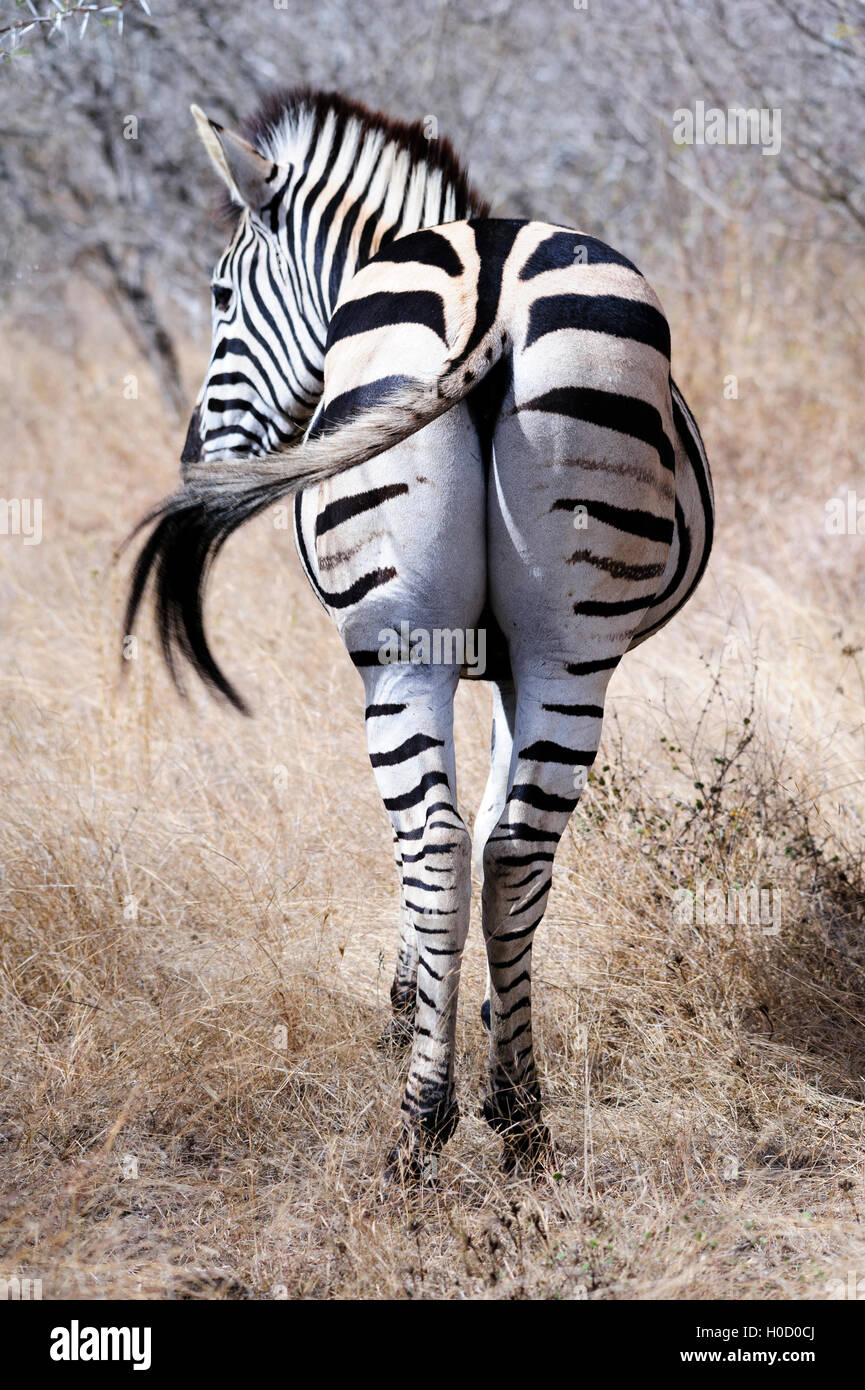 Vertikale Rückansicht eines Burchell-Zebras mit seinen markanten Streifen und dem einzigartigen Muster, das in Südafrika für Wildtiere aufgenommen wurde Stockfoto