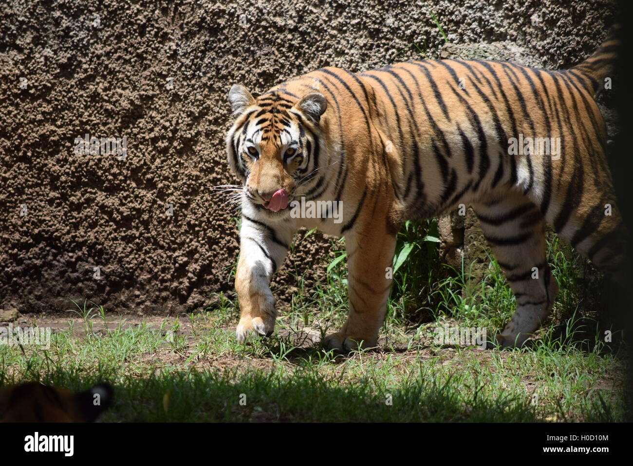 Phantera Thigris, auch bekannt als royal Bengal Tiger in Aurora Zoo, Guatemala Stockfoto