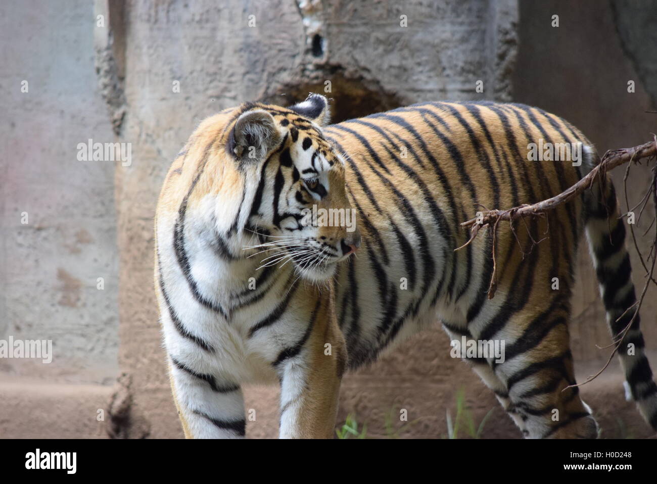 Phantera Thigris, auch bekannt als royal Bengal Tiger in Aurora Zoo, Guatemala Stockfoto