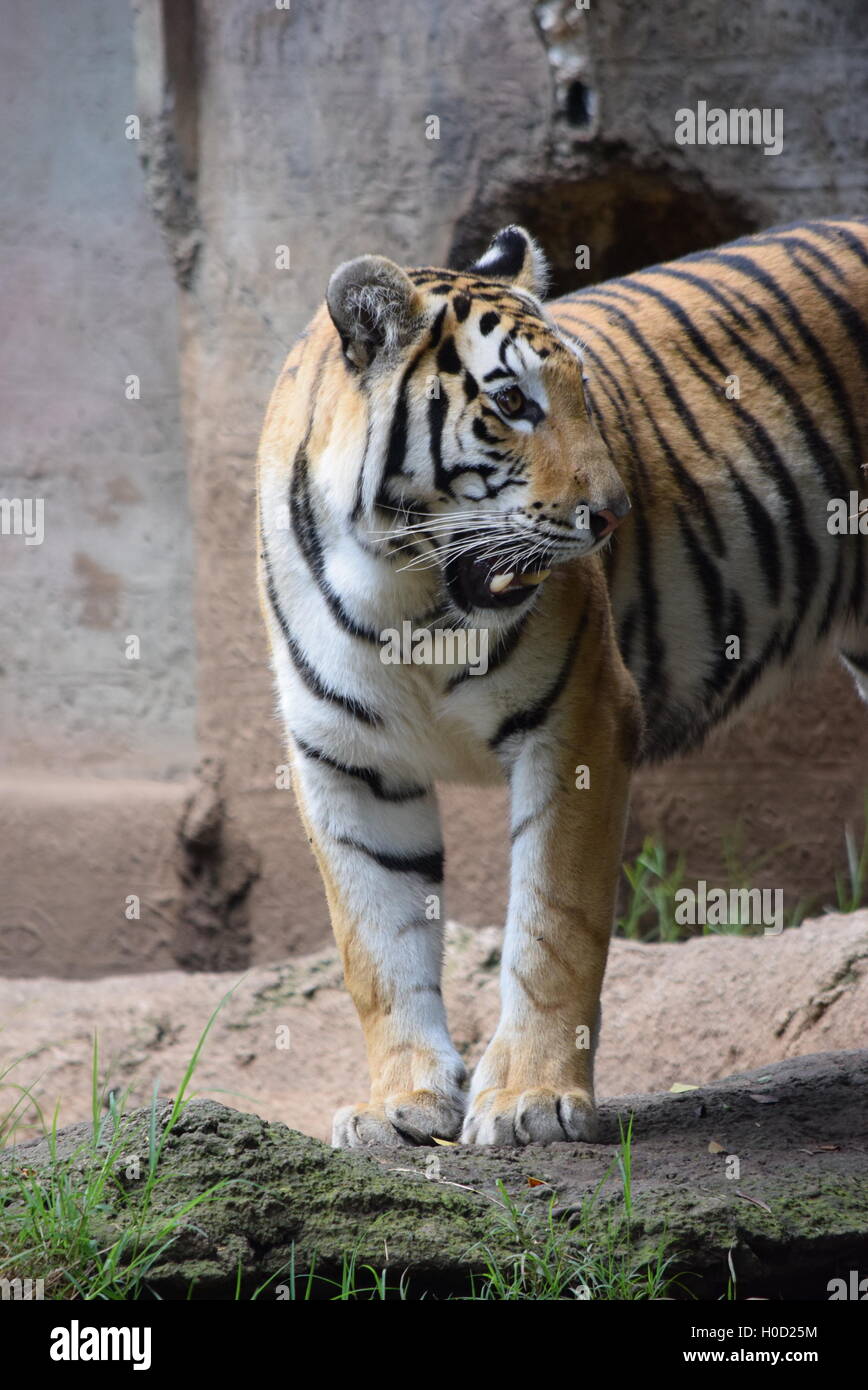 Phantera Thigris, auch bekannt als royal Bengal Tiger in Aurora Zoo, Guatemala Stockfoto
