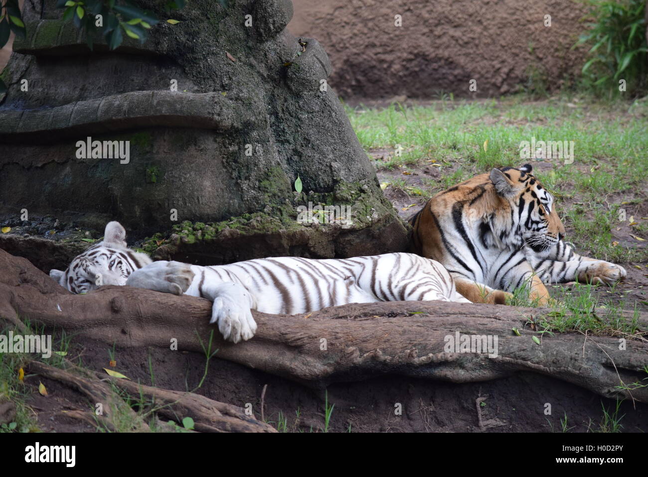 Phantera Thigris, auch bekannt als royal Bengal Tiger (weiß und orange) ruhen in Aurora Zoo, Guatemala Stockfoto