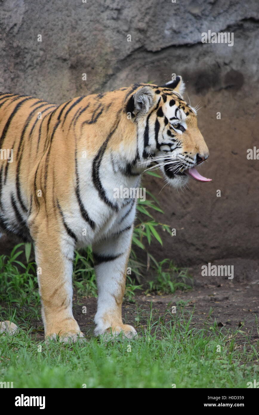 Phantera Thigris, auch bekannt als royal Bengal Tiger in Aurora Zoo, Guatemala Stockfoto