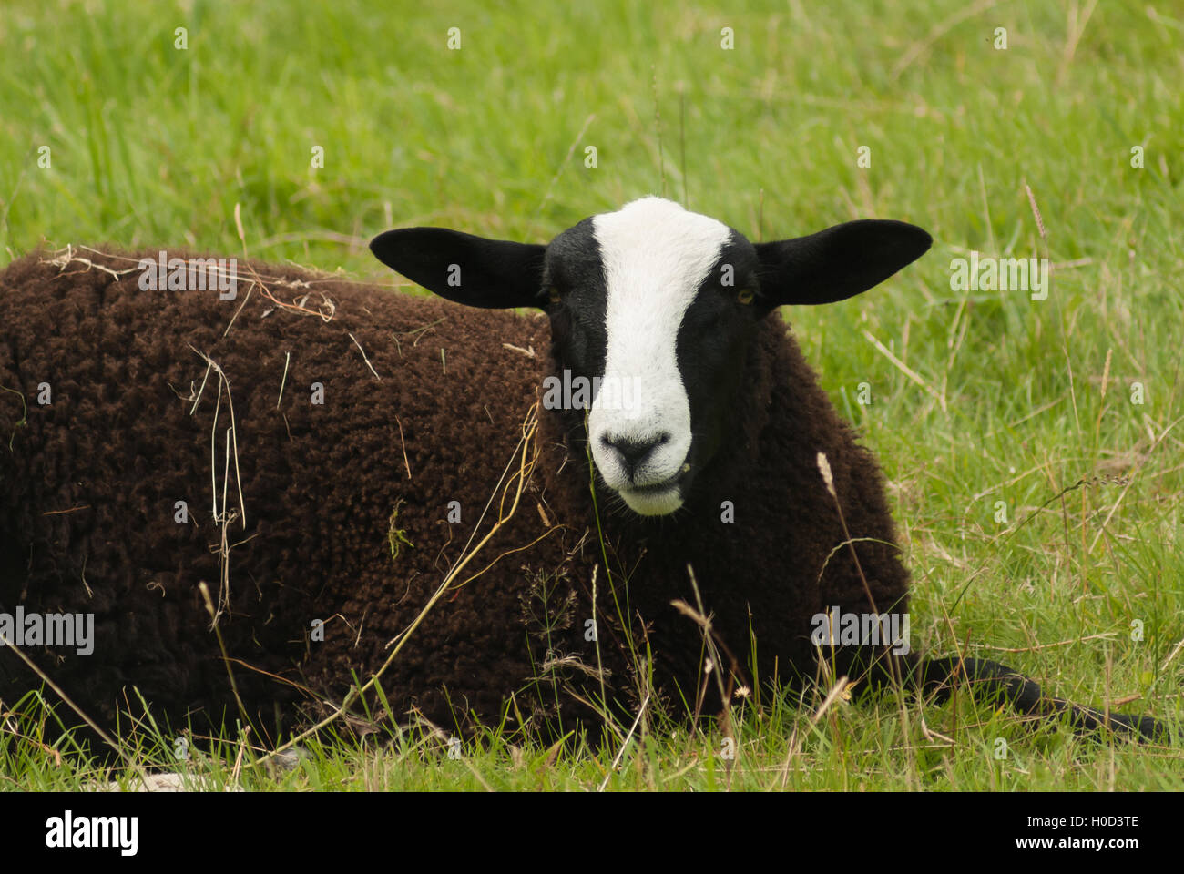 Balwen Welsh Mountain Schafe eine seltene Rasse mit der markanten schwarzen Mantel und weiße Blesse Stockfoto