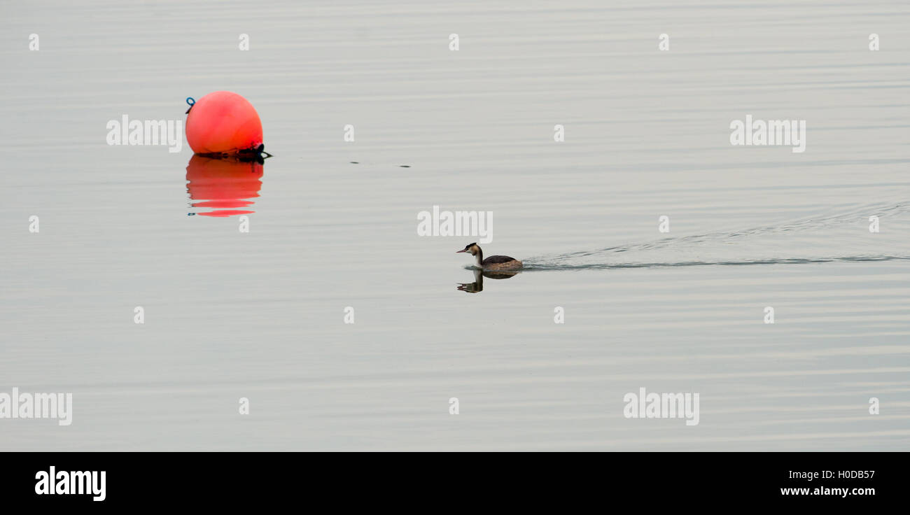 Great Crested Grebe Podiceps Cristatus an Arlington Reservoir in East Sussex UK Stockfoto