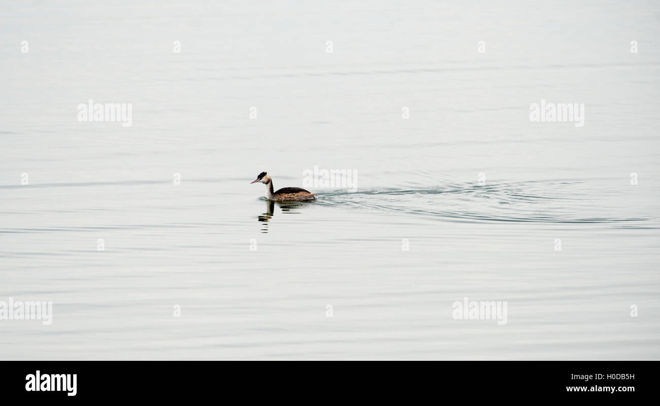 Great Crested Grebe Podiceps Cristatus an Arlington Reservoir in East Sussex UK Stockfoto