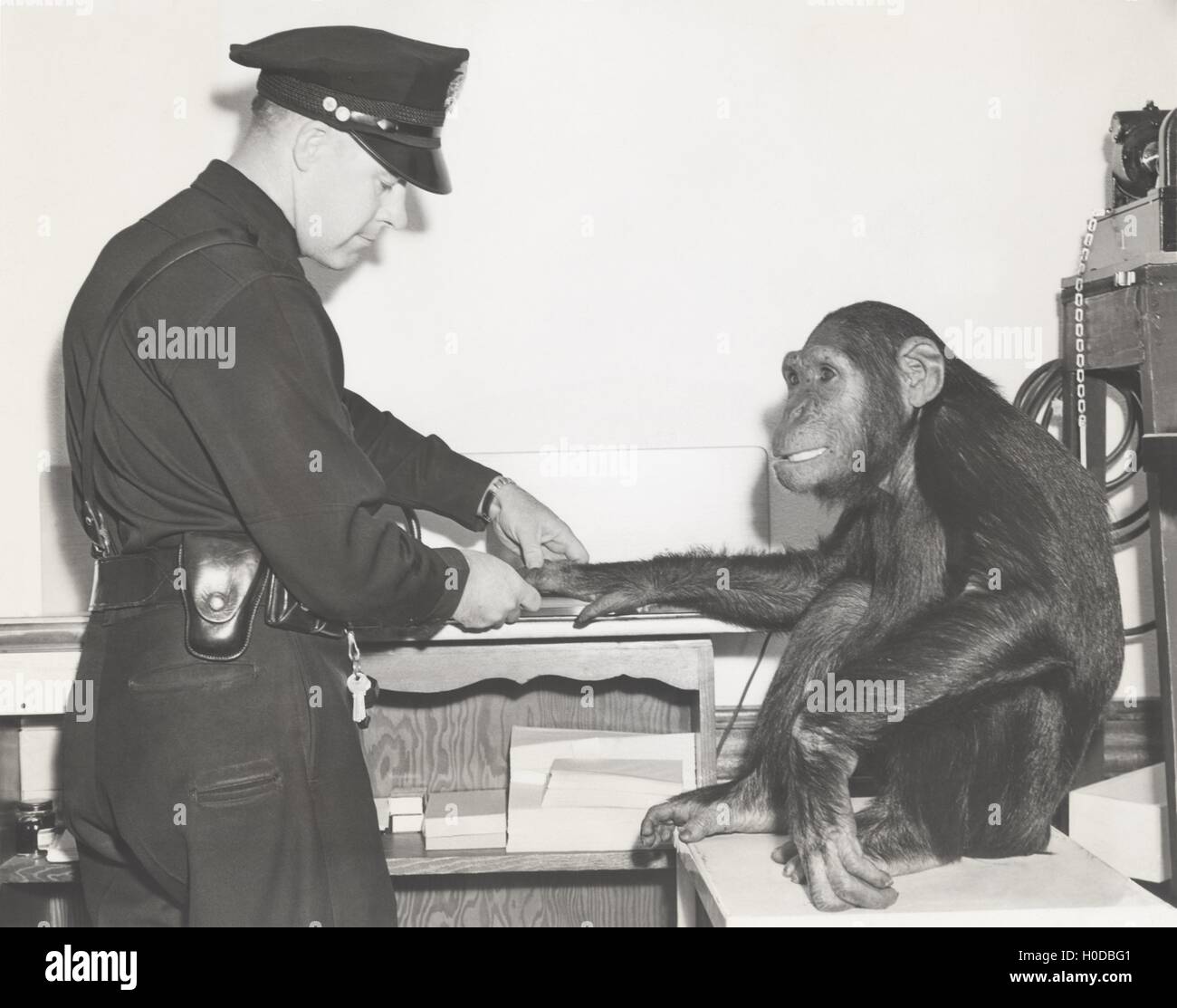 Affen, die Fingerabdrücke von Polizeibeamten Stockfoto