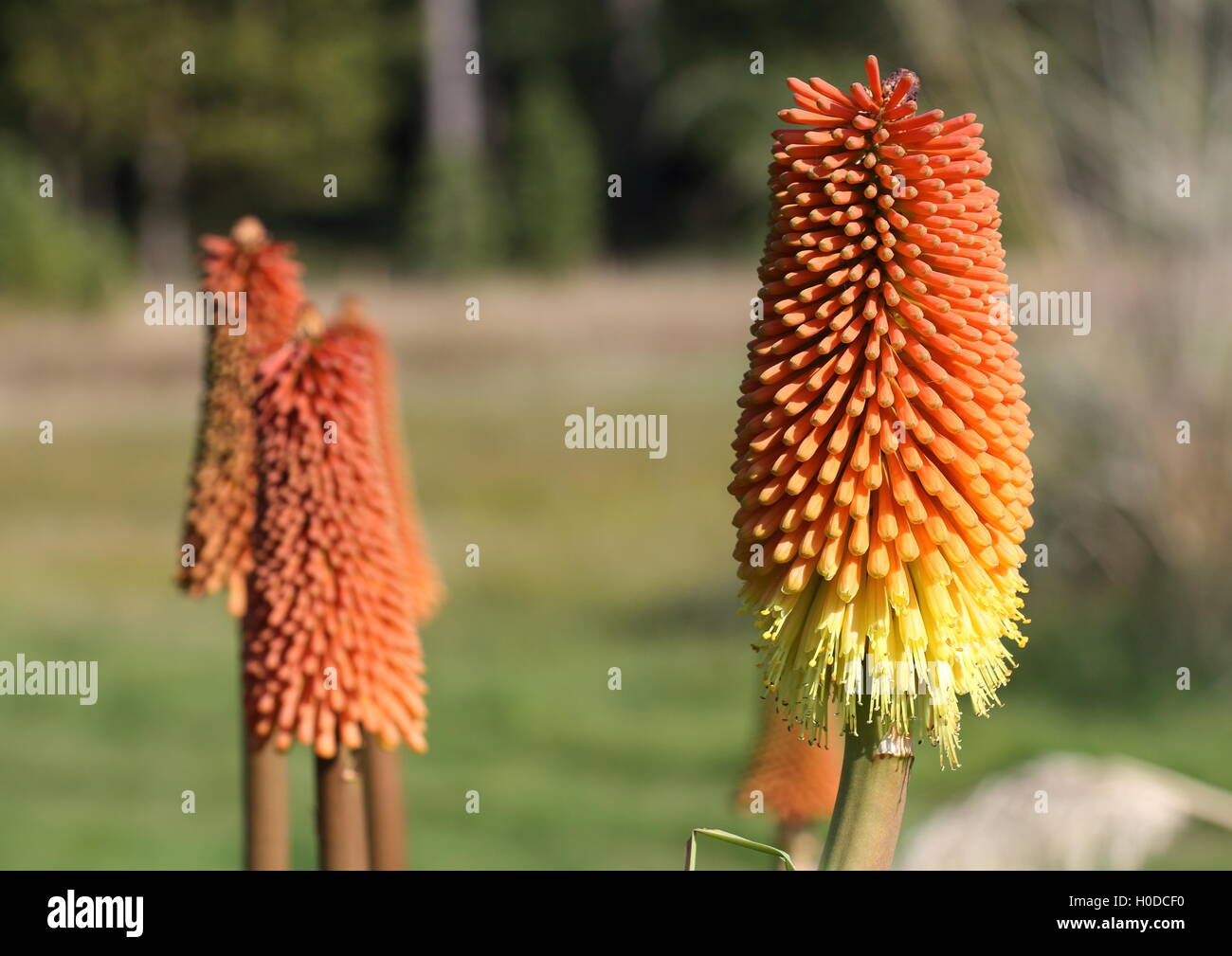 Kniphofia - rote heiße Poker - in voller Blüte Stockfoto