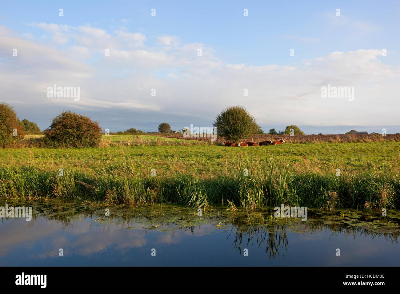 Eine kleine Herde Kühe ruhen auf einer grünen Wiese durch eine Wasserstraße auf einen schönen September-Abend in das Vale of York. Stockfoto