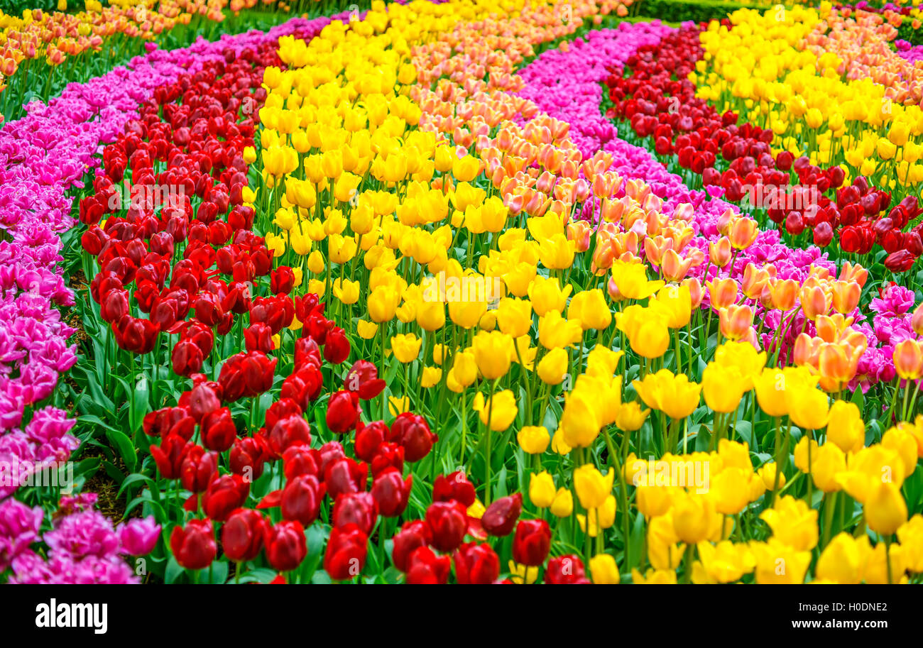 Tulpe bunte Blumen Garten im Frühling-Hintergrund, Muster und Textur Stockfoto