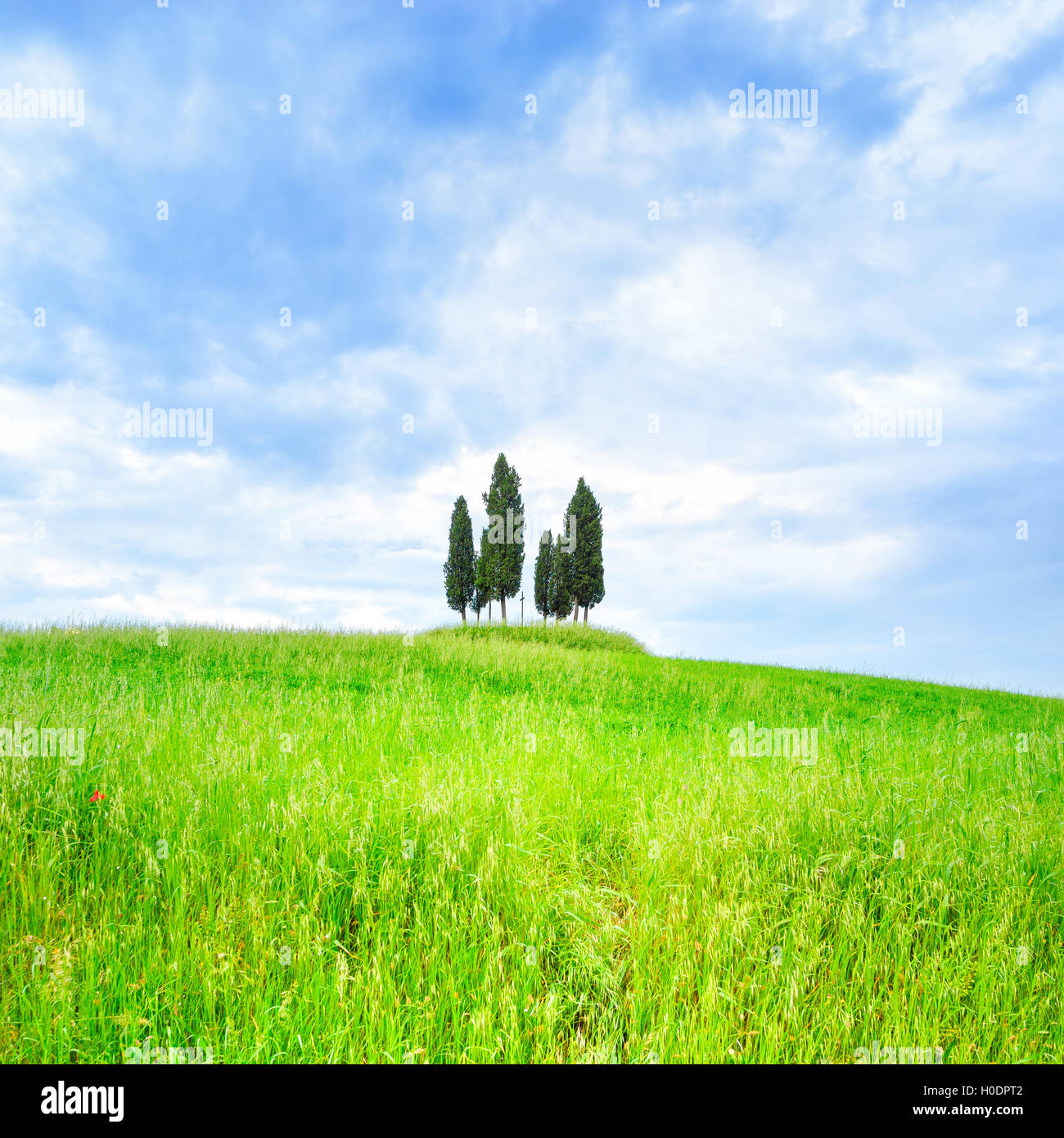 Zypresse-Gruppe und Hügellandschaft Feld des ländlichen Raums im Orcia-Tal, San Quirico, Siena, Toskana. Italien Stockfoto