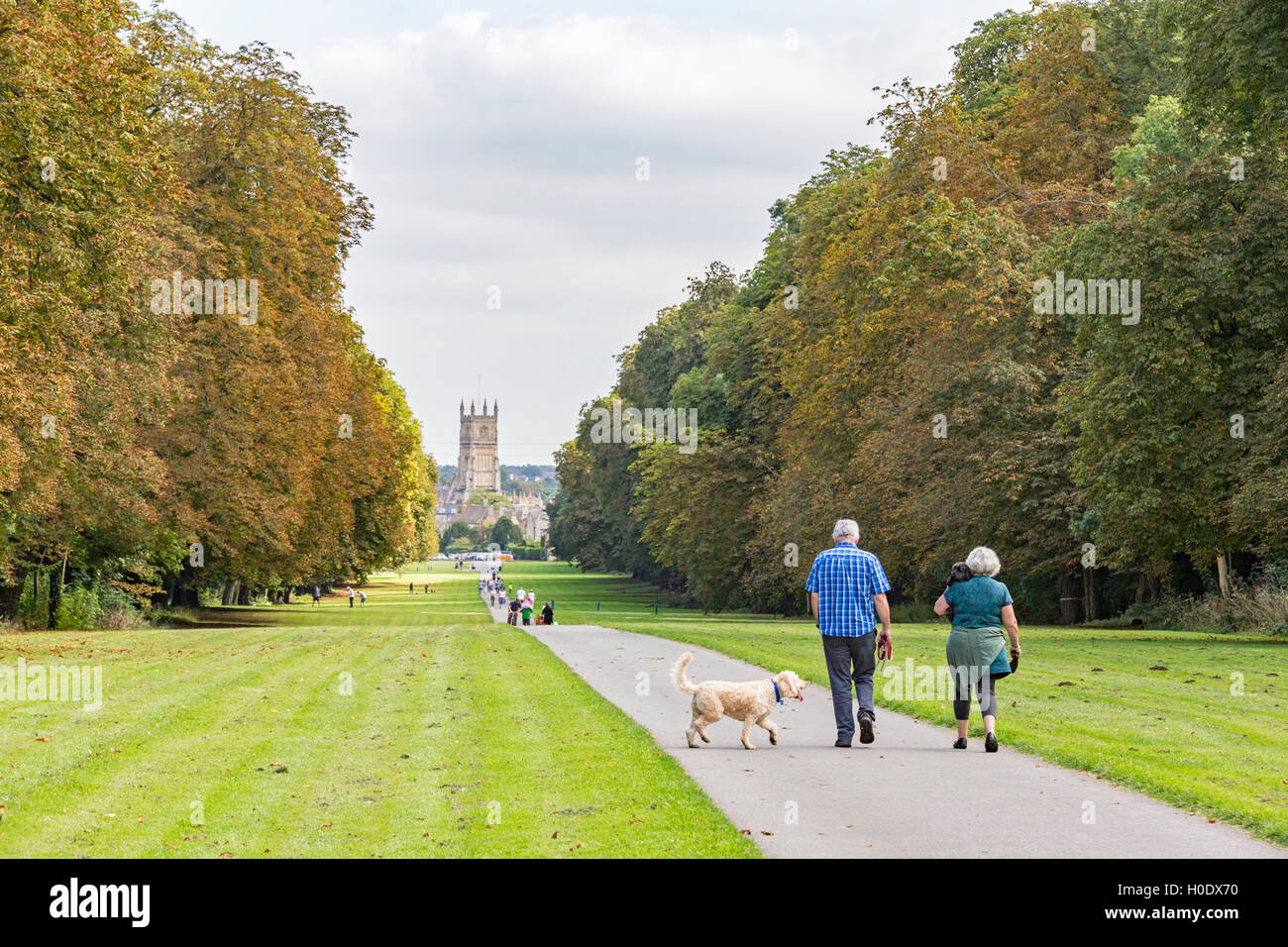 Spaziergang mit dem Hund in Cirencester Park, Cirencester, Gloucestershire, England, UK Stockfoto
