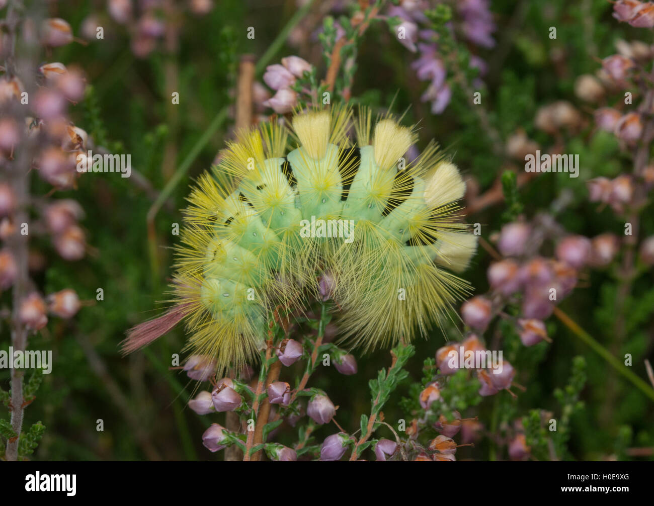 Blasse Tussock Moth Raupe (Calliteara Pudibunda) auf Heather in Hampshire, England Stockfoto