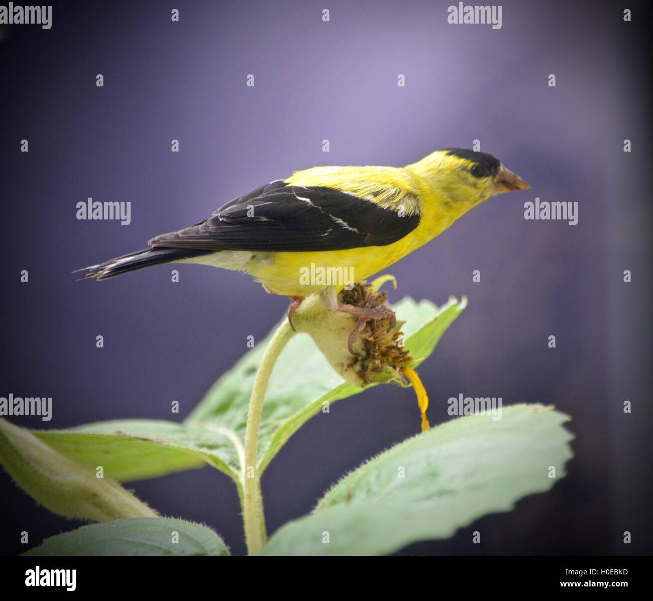 Amerikanische Stieglitz thront auf einem Ast Stockfoto