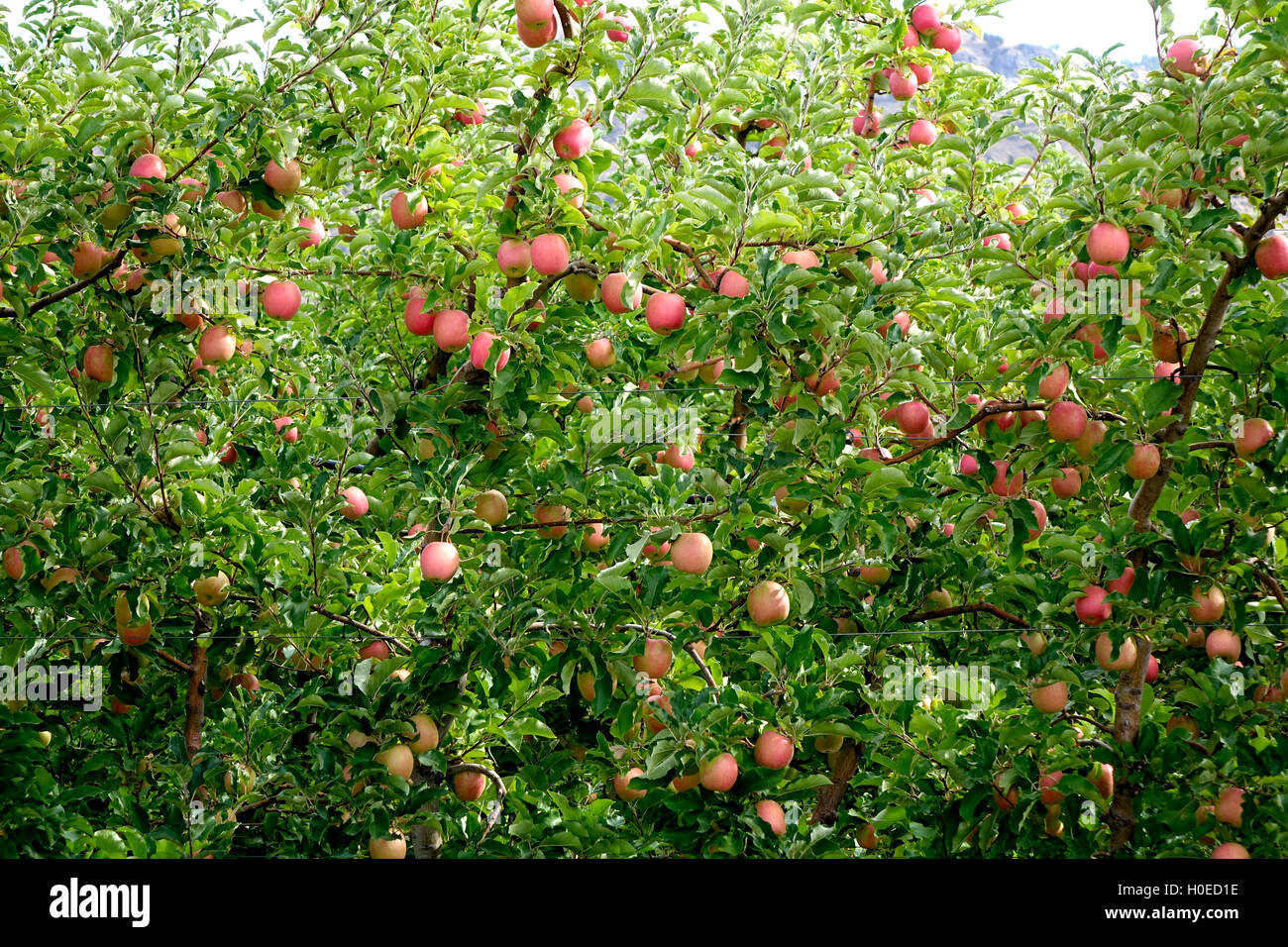 Pink Lady Äpfel Stockfoto