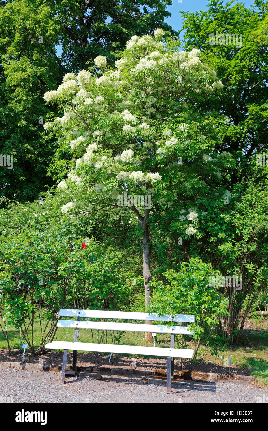 Sangershausen Europa Rosarium Stockfoto