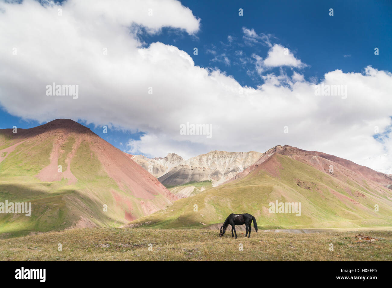 Schöne Landschaft: Pferd und die Berge. Achik-Tasch. Das Basislager des Pik Lenin Stockfoto