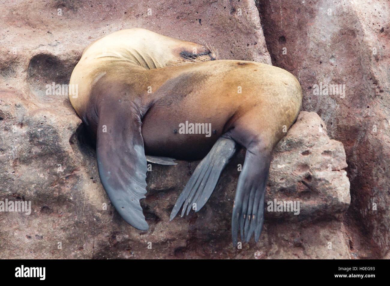 Kalifornische Seelöwe ruht in einer Yogaposition bei Los Islotes, Baja California, Mexiko Stockfoto