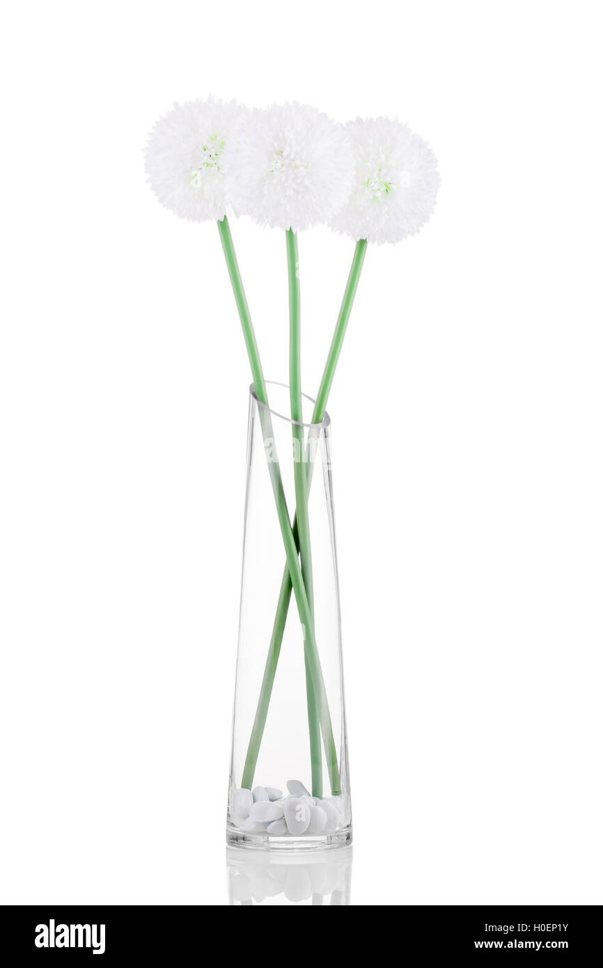 Weiße Giganteum in Vase isoliert auf weißem Hintergrund Stockfoto
