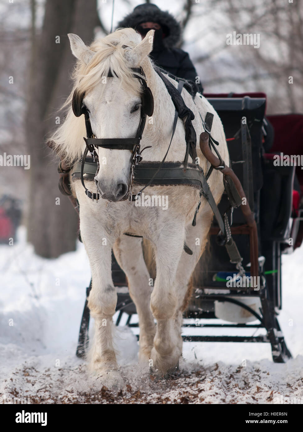 Weißes Pferd ziehen schwarze Schlitten im winter Stockfoto