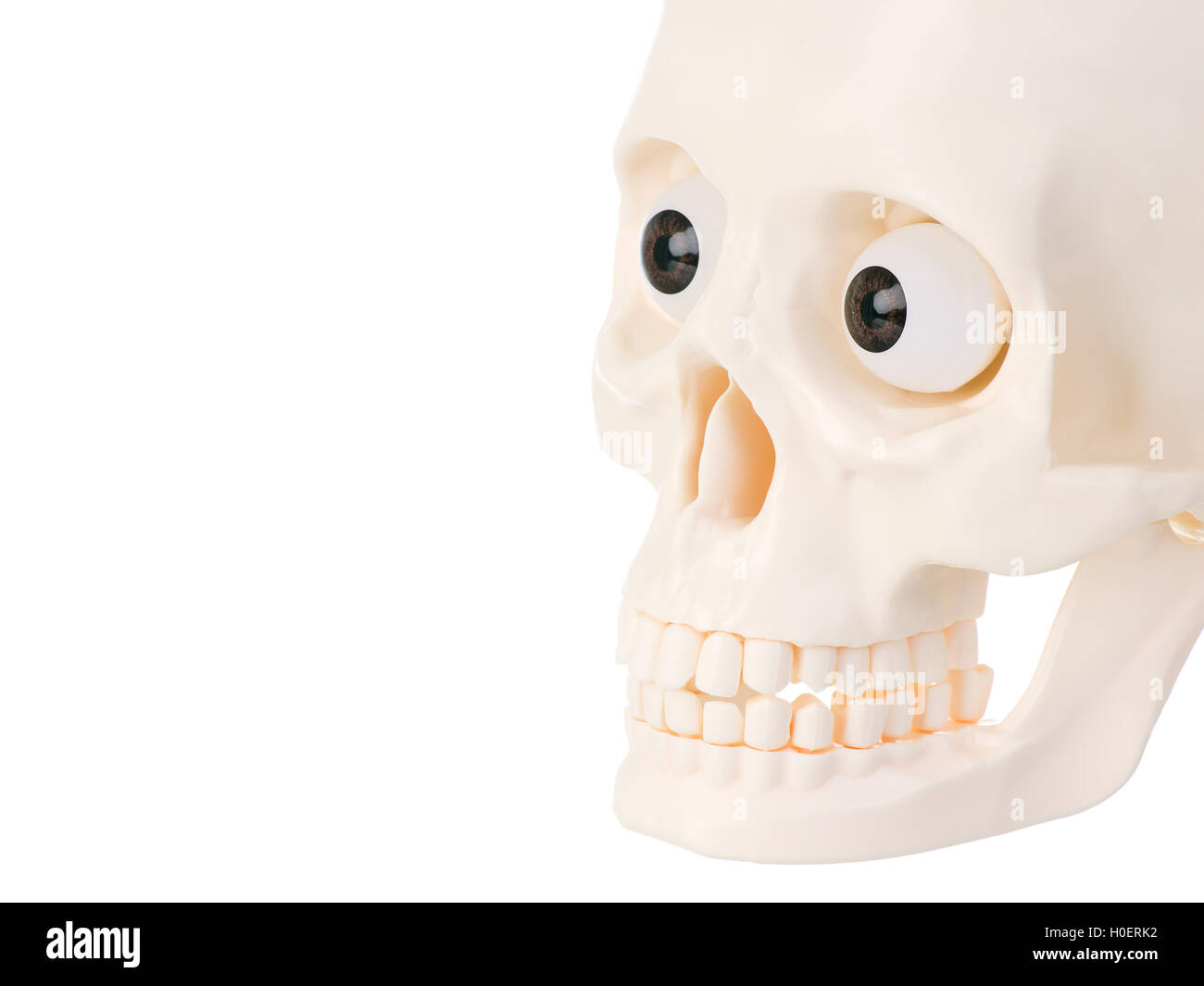Kunststoff menschlicher Schädel isoliert auf weißem Hintergrund. Stockfoto