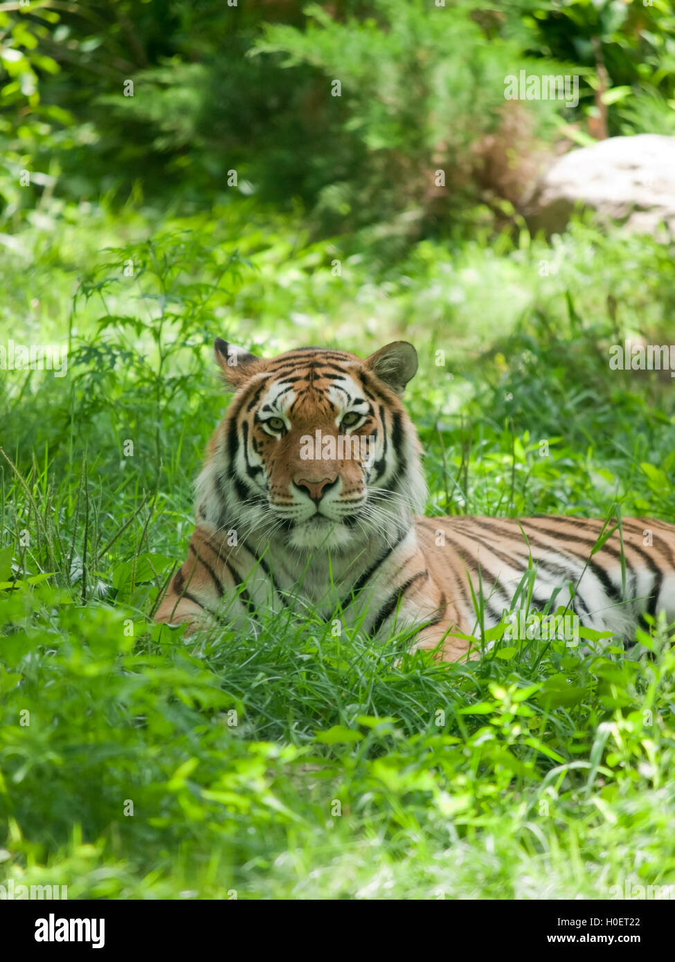 Entspannter Tiger auf dem grünen Rasen im zoo Stockfoto