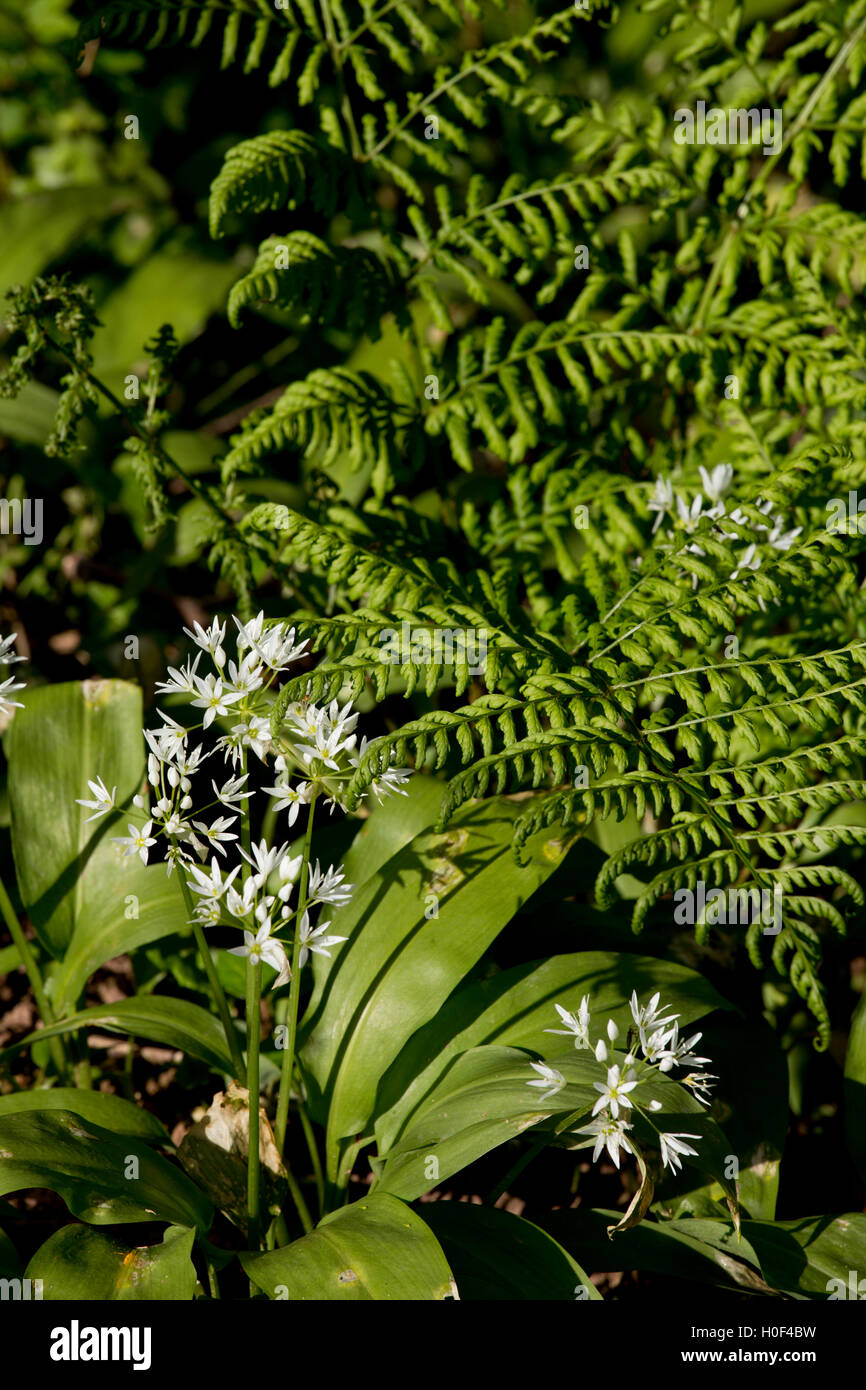 Indikatorarten des alten waldes Fotos und Bildmaterial in hoher