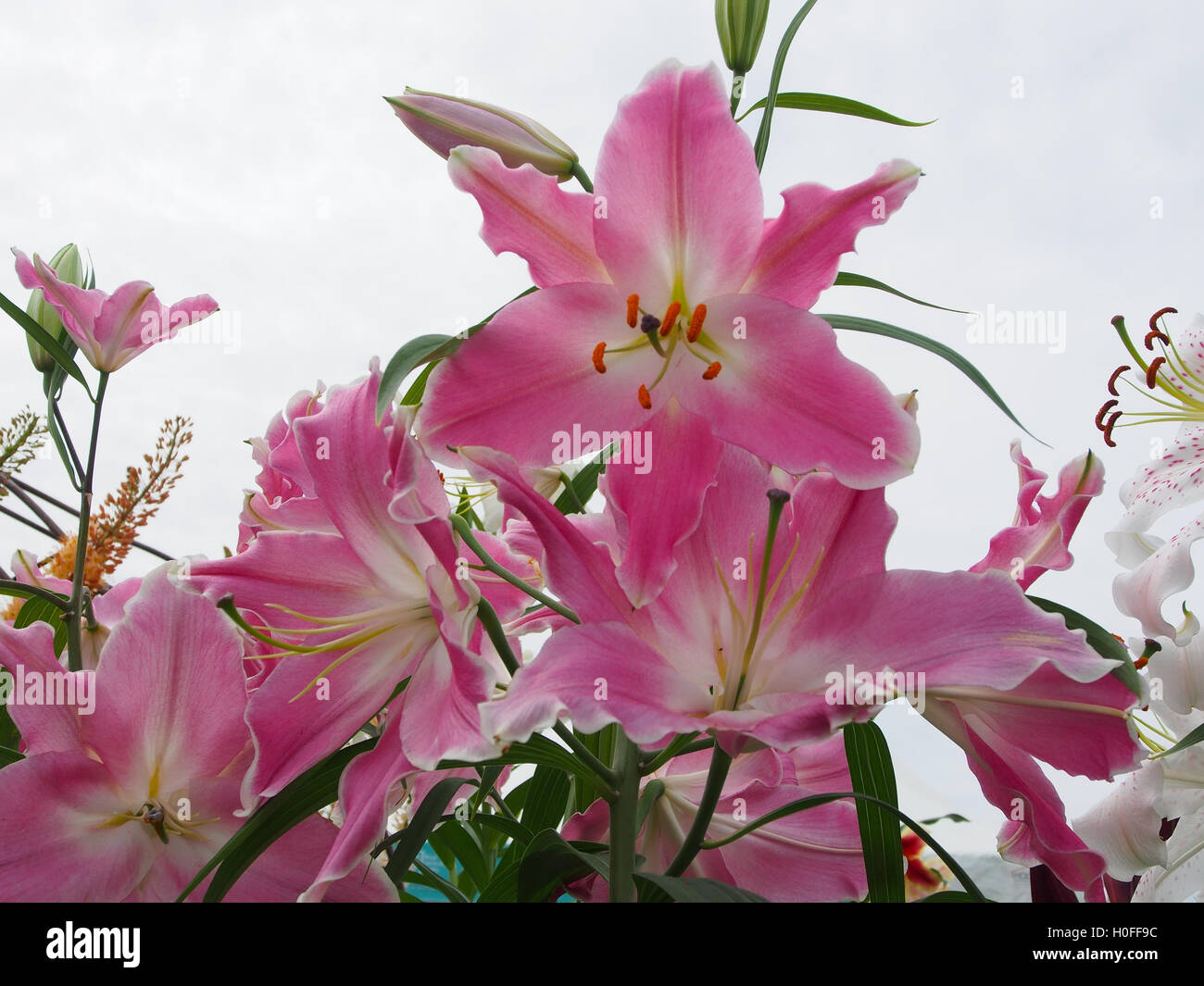 Rosa Orientalische Lilien gegen einen hellen Himmel. Stockfoto