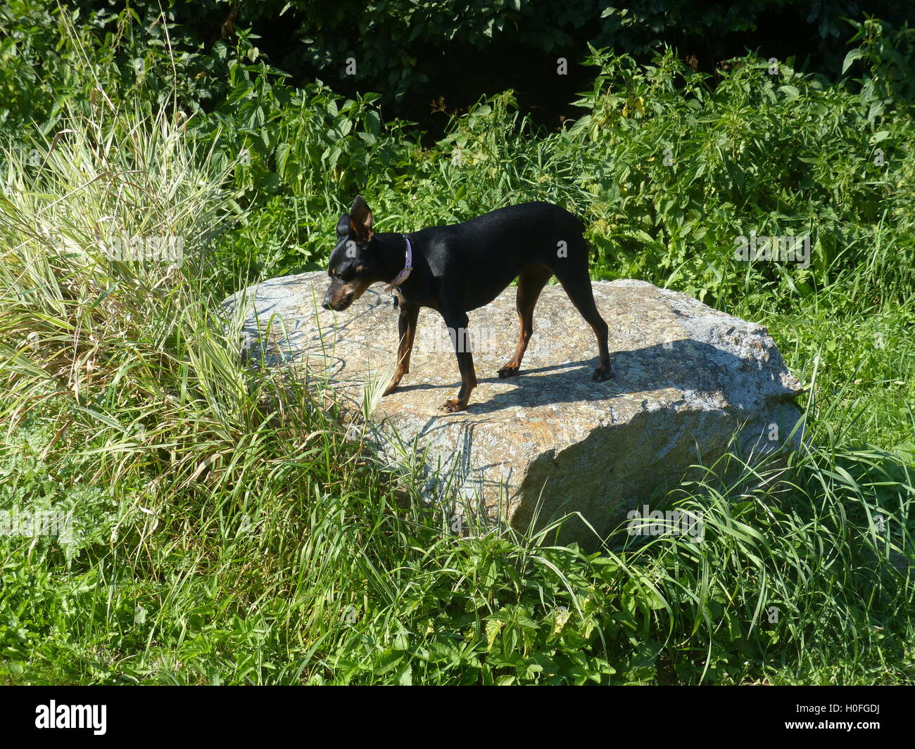 Miniatur Doberman Pinscher auf dem Felsen für bessere Sicht stehen Um Mäuse zu fangen Stockfoto