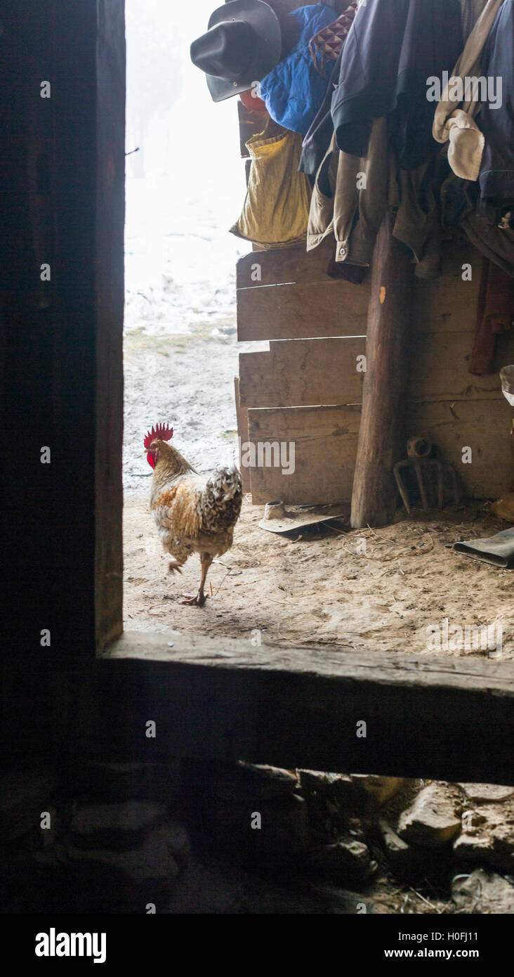 Hühner in Tür auf Bauernhof in Haa Tal, Bhutan Stockfoto
