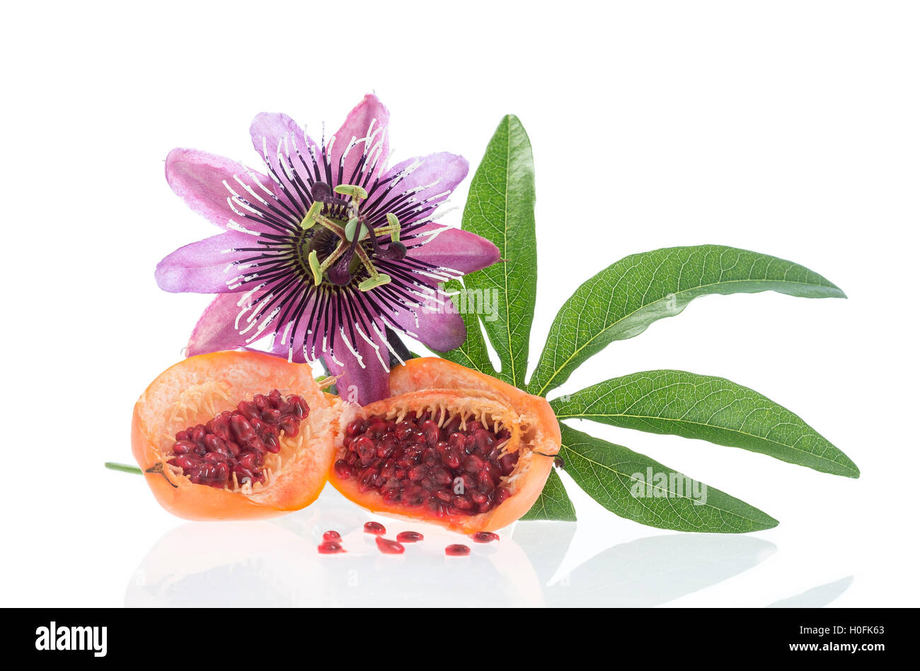 Blüte und Frucht Passionsblume schneiden Herba Passiflora Stockfoto