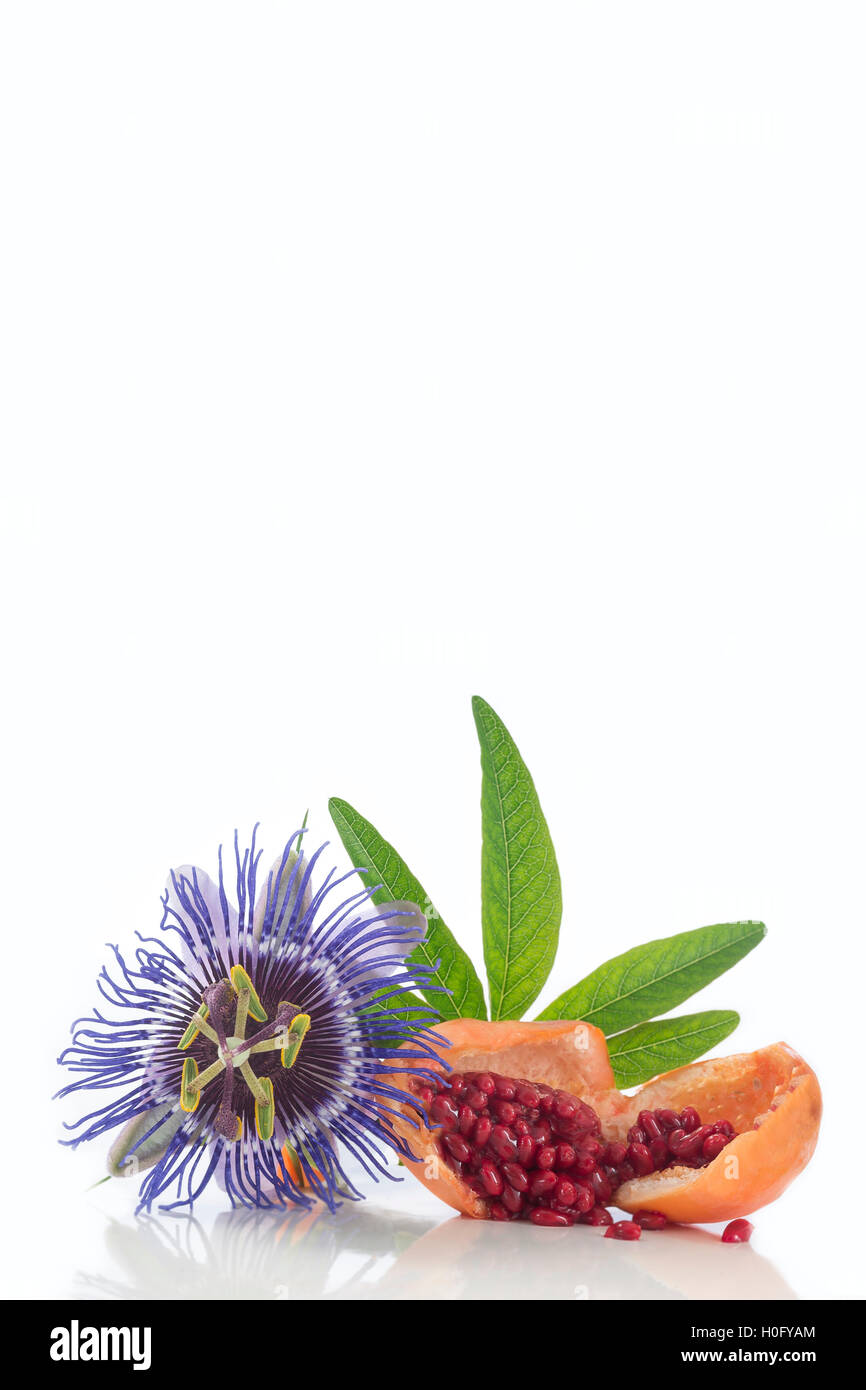 Blüte und Frucht Passionsblume schneiden Herba Passiflora Stockfoto