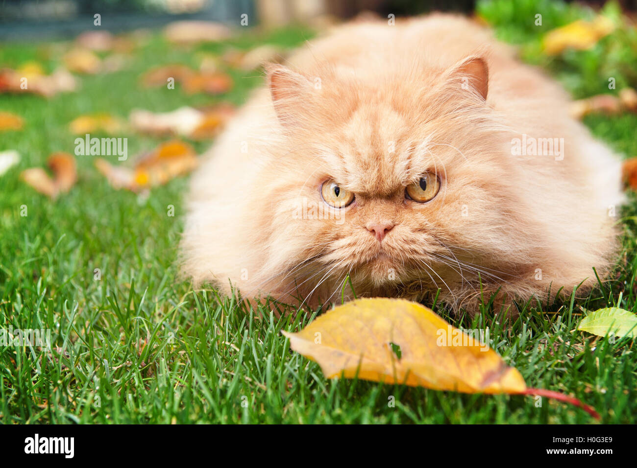 Orange Perserkatze im Herbst Stockfoto