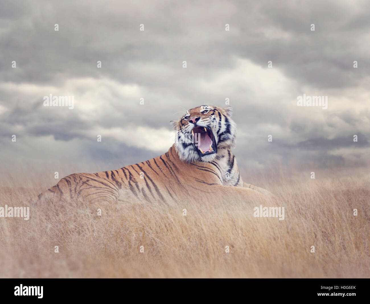 Bengal Tiger ruht in den Rasen und Brausen Stockfoto