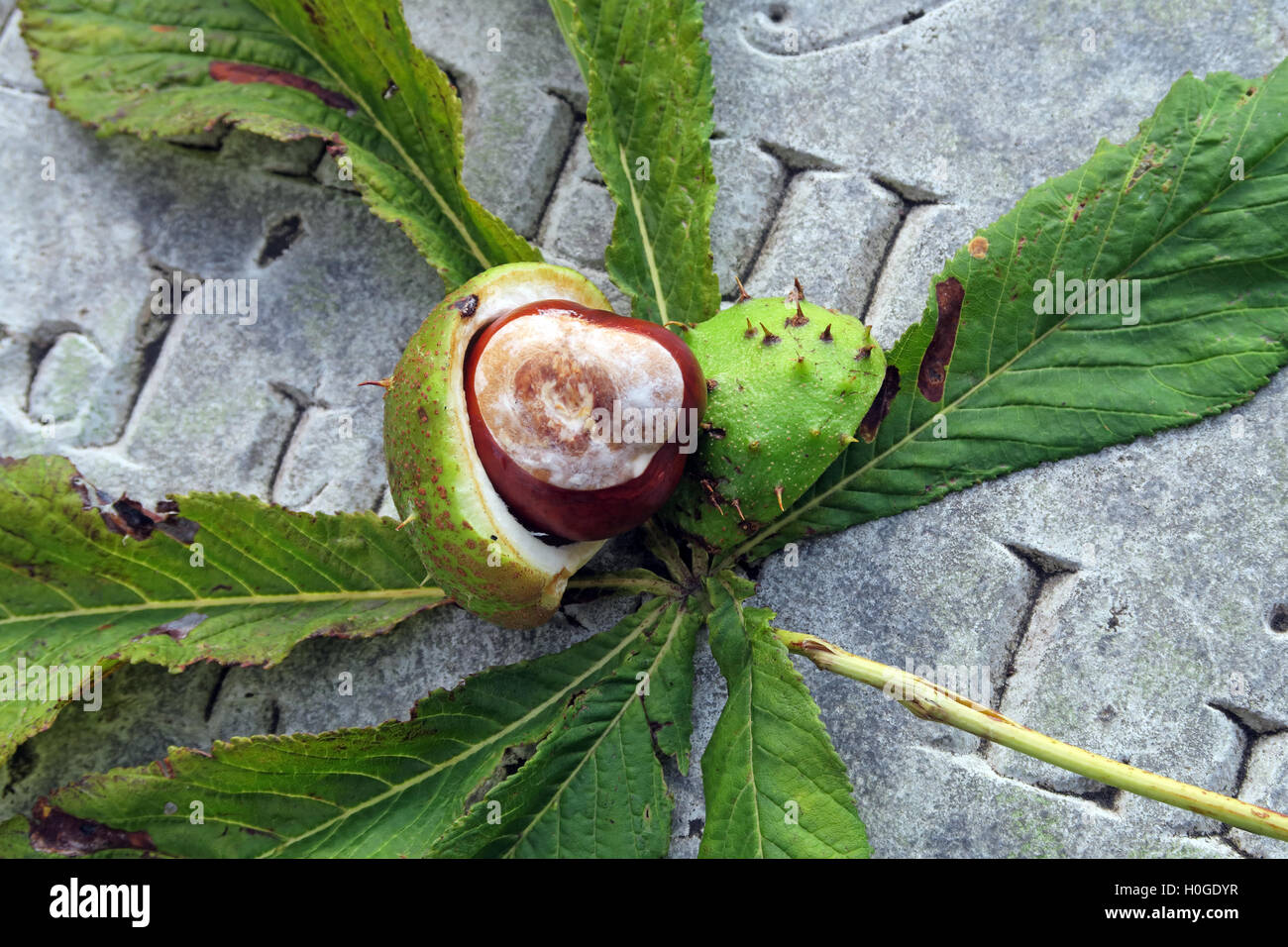Rosskastanien, perfekt für Herbst Conkers in England, UK Stockfoto