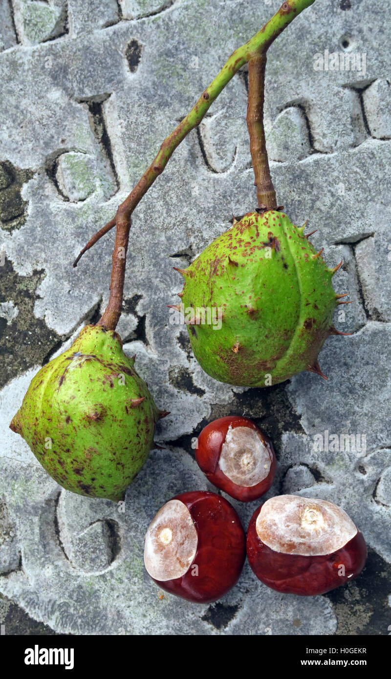 Rosskastanien, perfekt für Herbst Conkers in England, UK Stockfoto