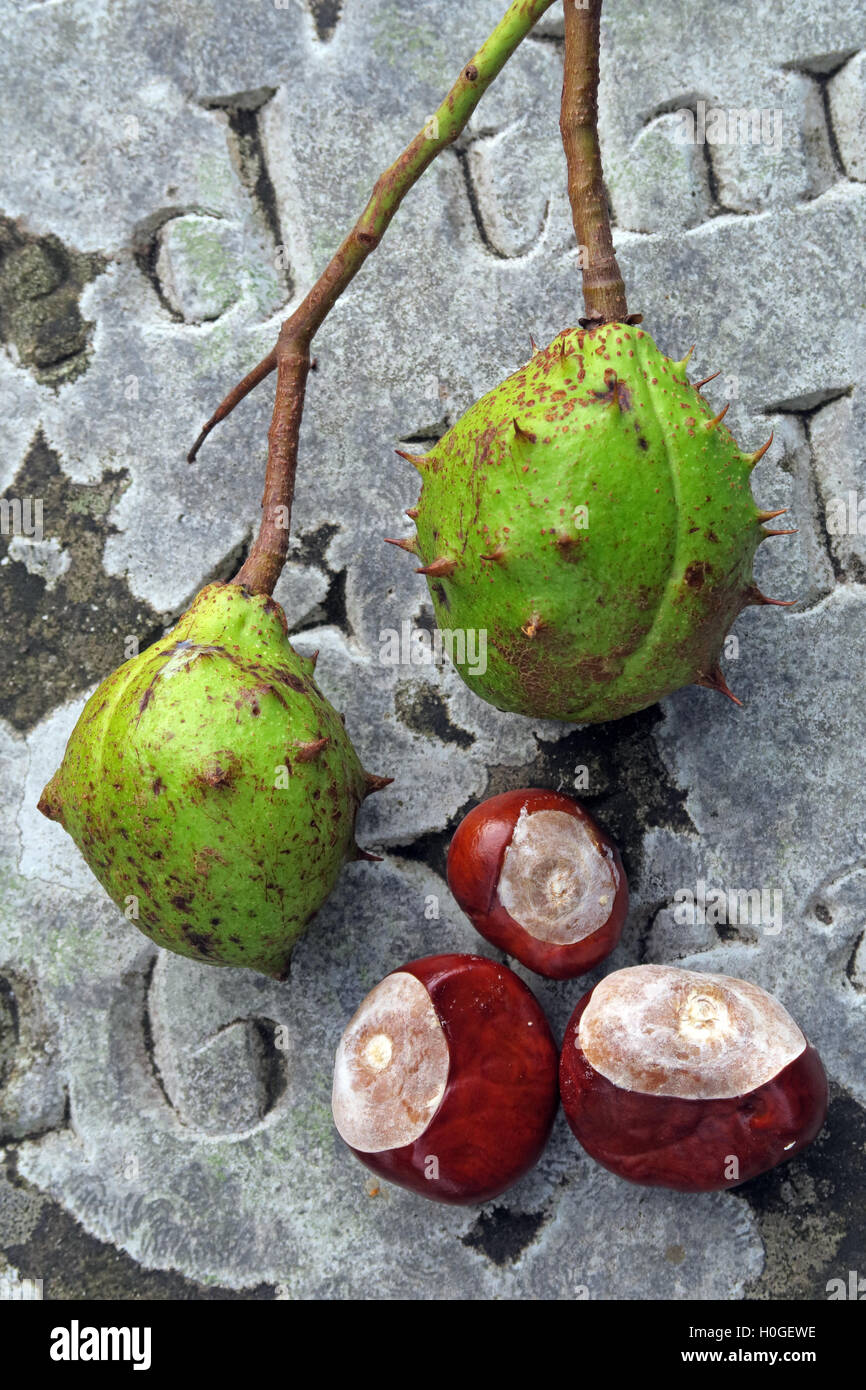Rosskastanien, perfekt für Herbst Conkers in England, UK Stockfoto
