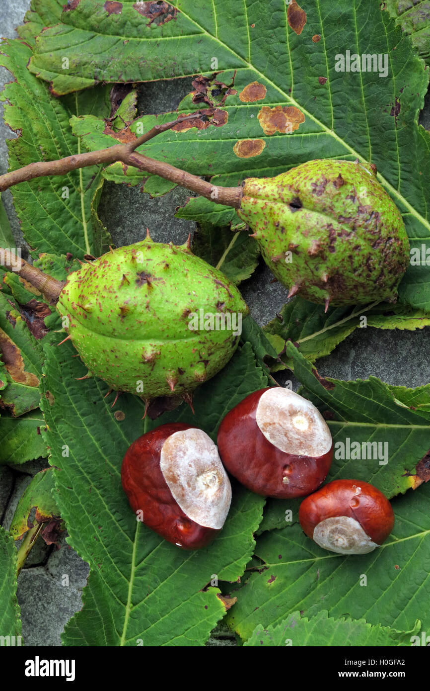 Rosskastanien, perfekt für Herbst Conkers in England, UK Stockfoto