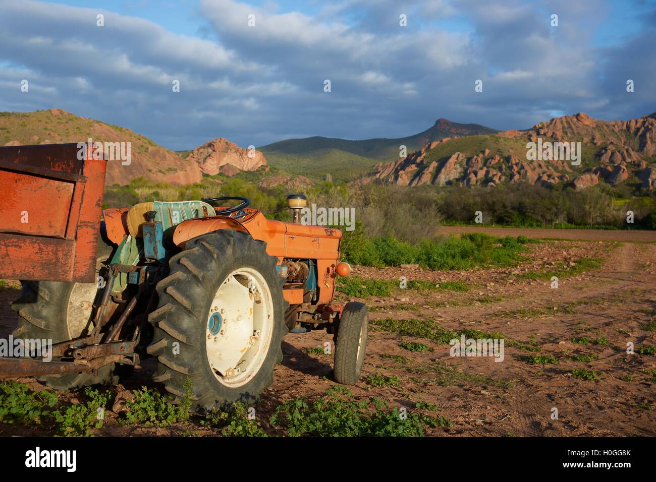 Roter Traktor Stockfoto