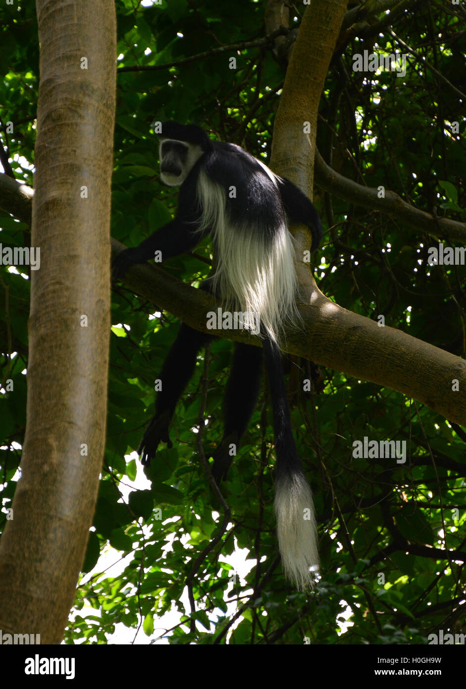 Black And White Colobus Affen sitzen auf einem Baum im Maramagambo-Wald Stockfoto