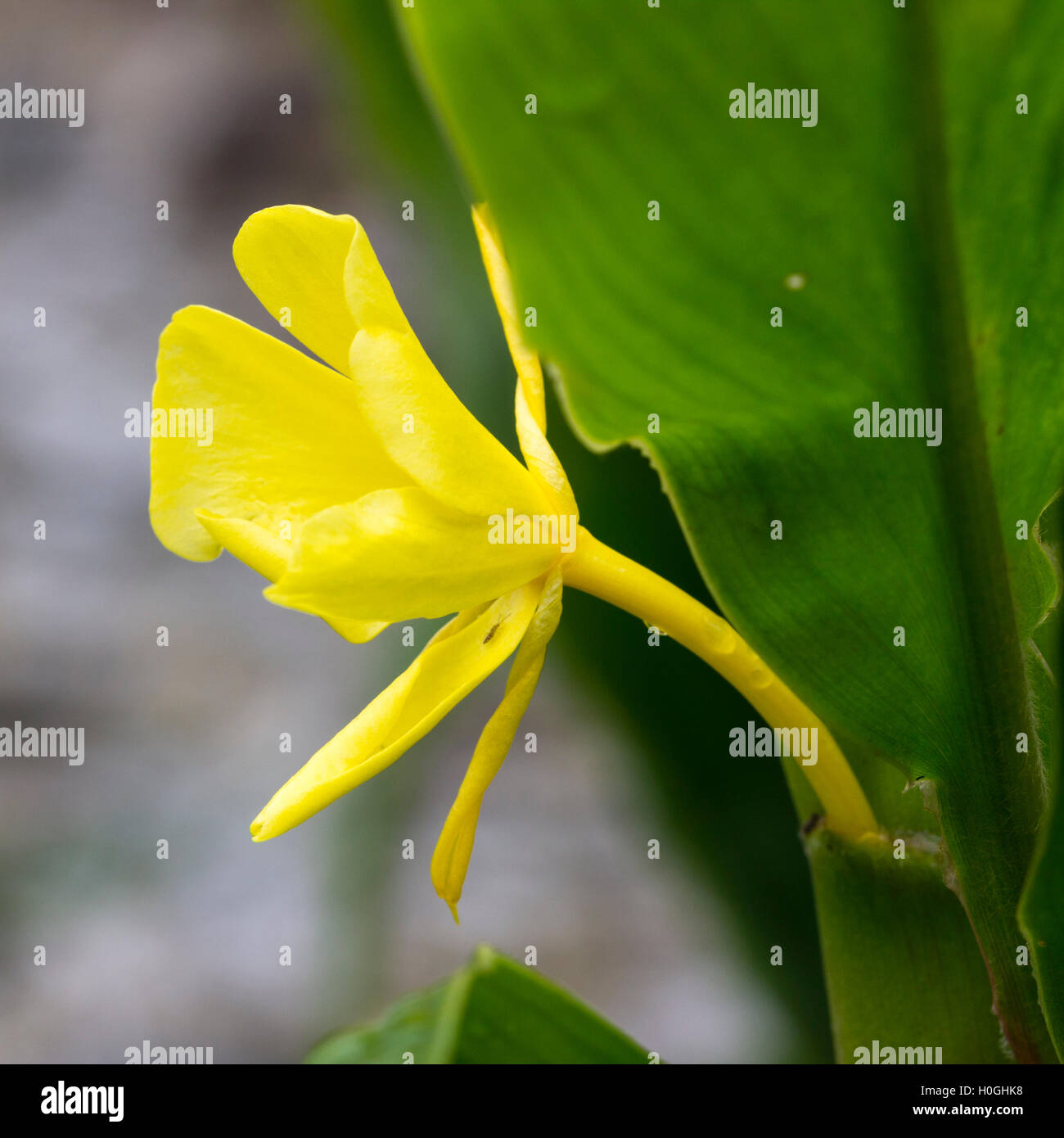 Nahaufnahme einer gelben Blume half-hardy, exotische Staude, Hedychium wardii Stockfoto