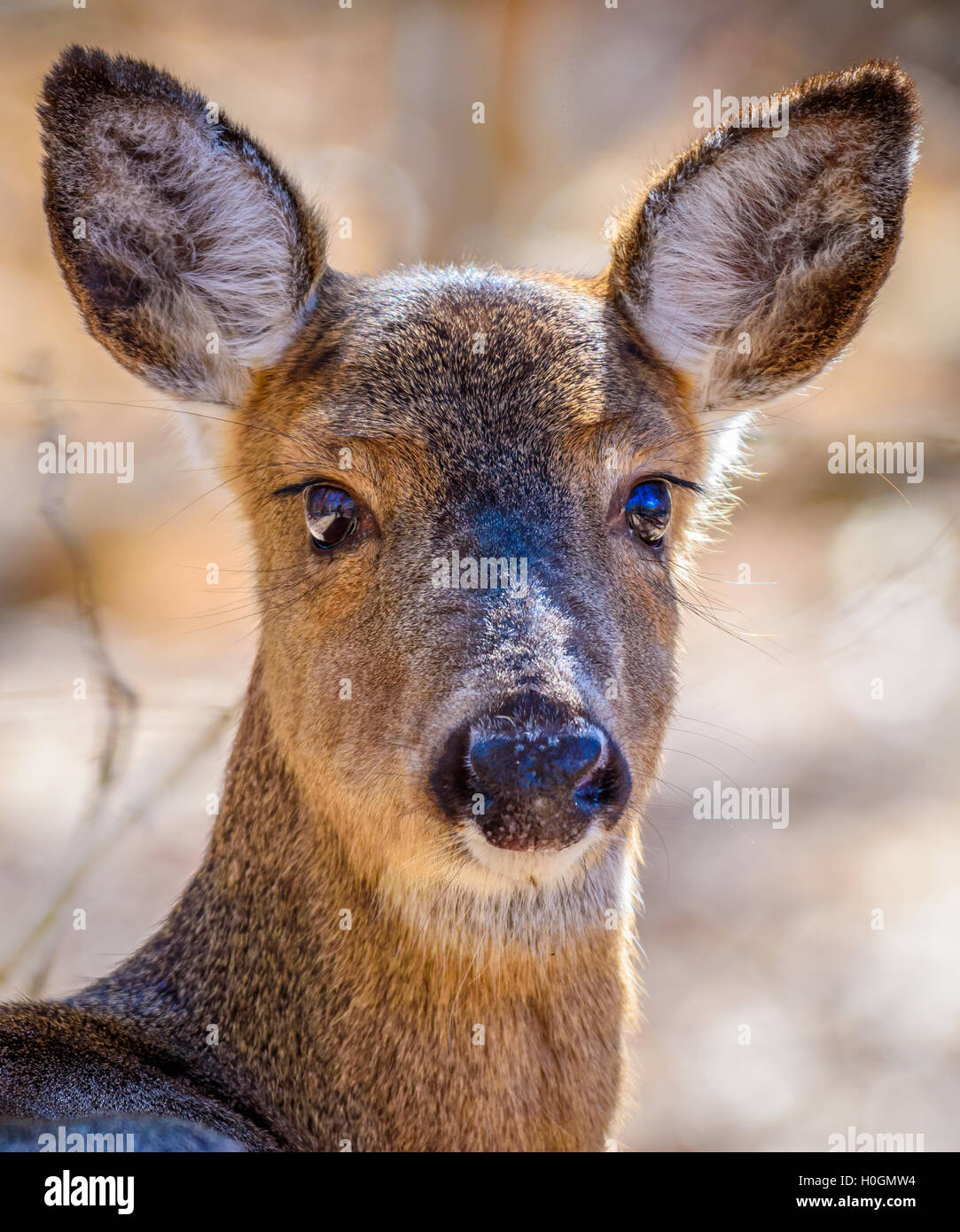 Weiß - angebundene Rotwild (Odocoileus Virginianus) Tierportraits, die seltenen Fälle, in denen wilde Tiere nicht stört, posiert für dich Stockfoto