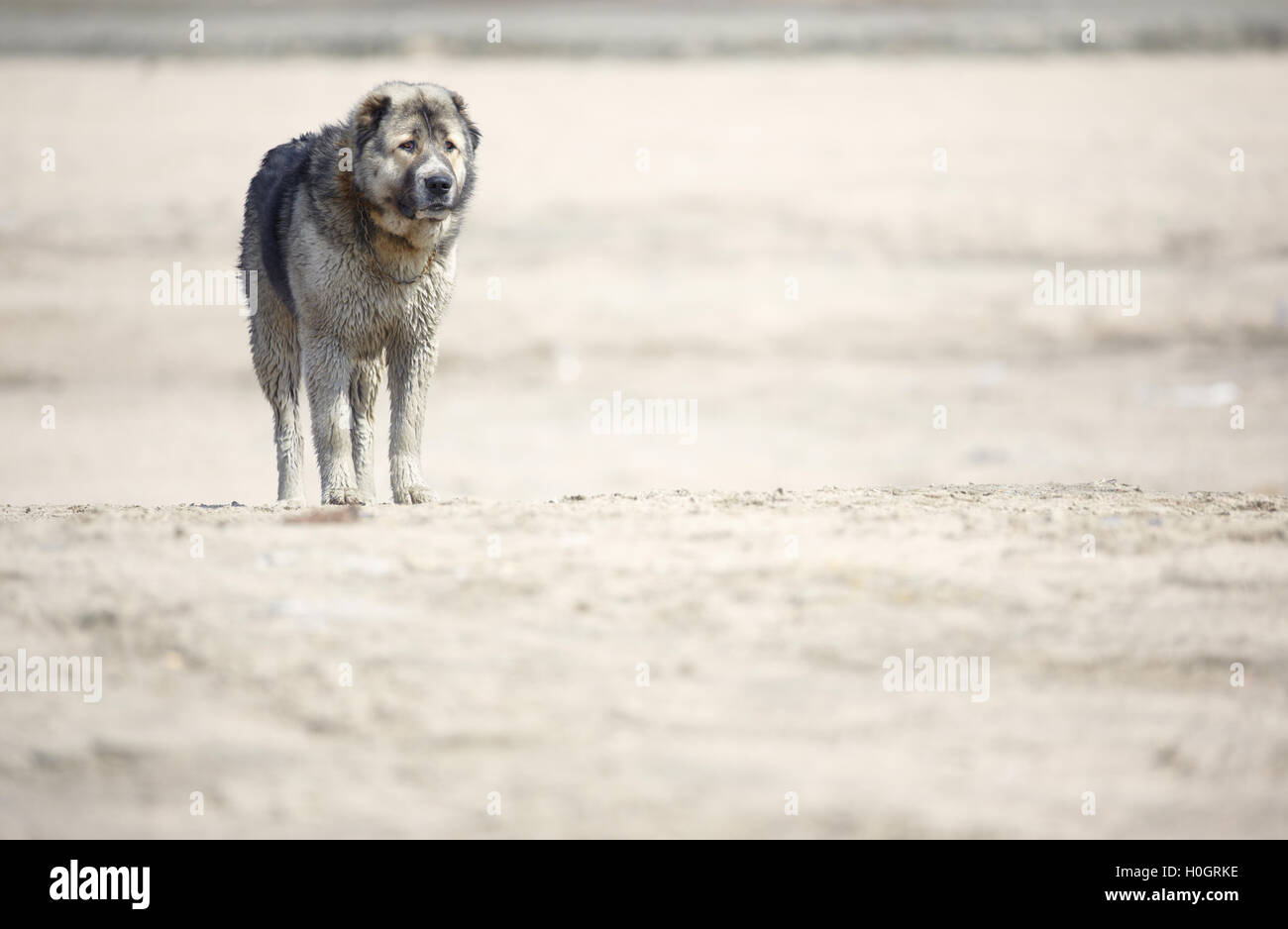 Mittleren Asiatischer Schäferhund Stockfoto