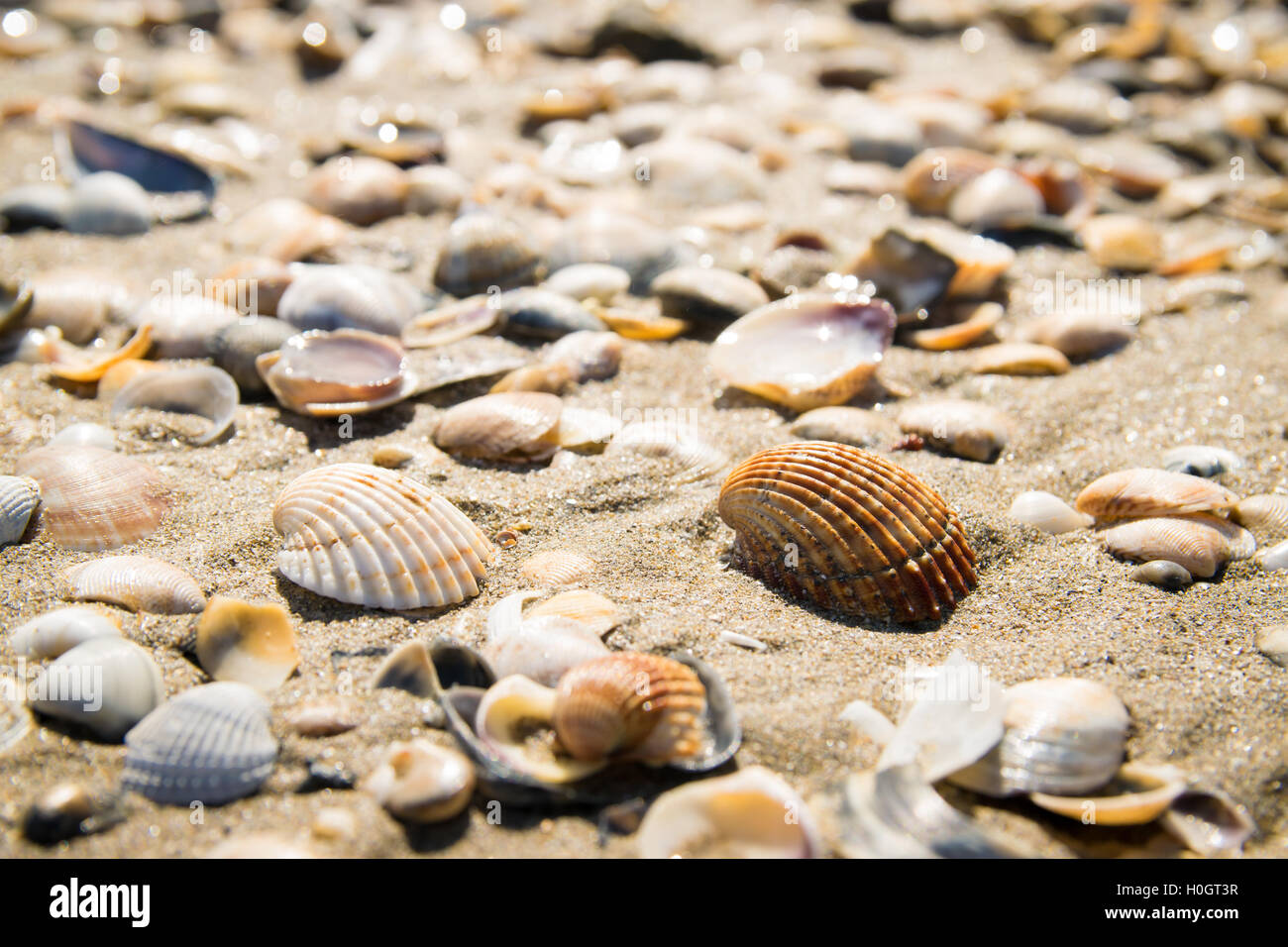 Hintergrund von Muscheln am Ufer des Meeres gebildet. Stockfoto